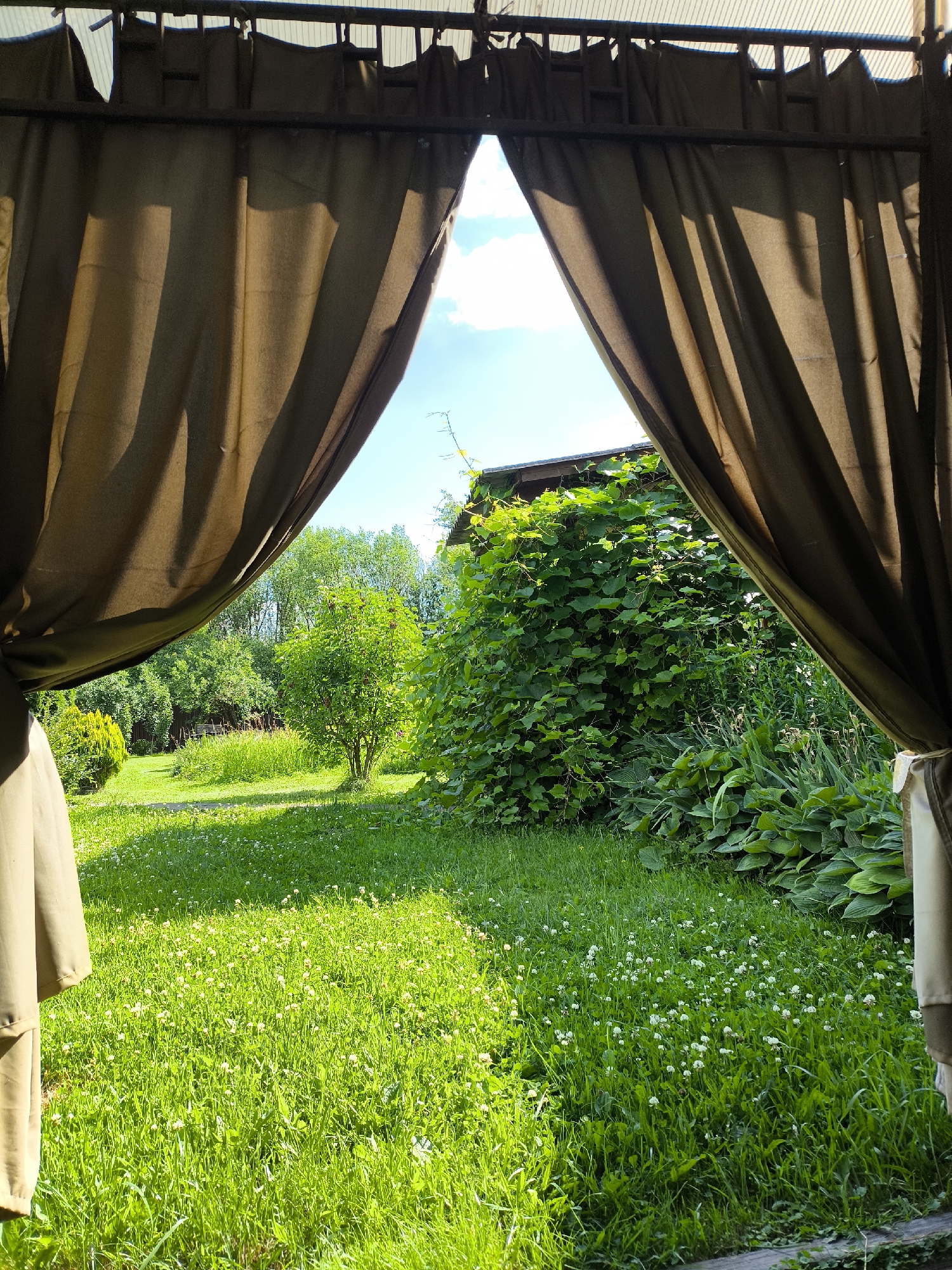 This image shows a view of a lush green garden and a bright blue sky through an opening in a brown canopy. The opening is framed by two draped brown curtains, one on each side, which are partially pulled back. The garden features a well-maintained lawn dotted with small white flowers, likely clover. In the background, there are various trees and bushes, with a particularly dense, green bush or vine covering part of a building. The building's roof is visible, made of weathered wooden planks. The scene appears to be in a rural or suburban setting, possibly a backyard or a park area. The lighting suggests it is daytime, with sunlight casting shadows from the canopy onto the curtains. The location is identified as Sel'khoztekhnika, Russia. There are no people or animals visible in the image.