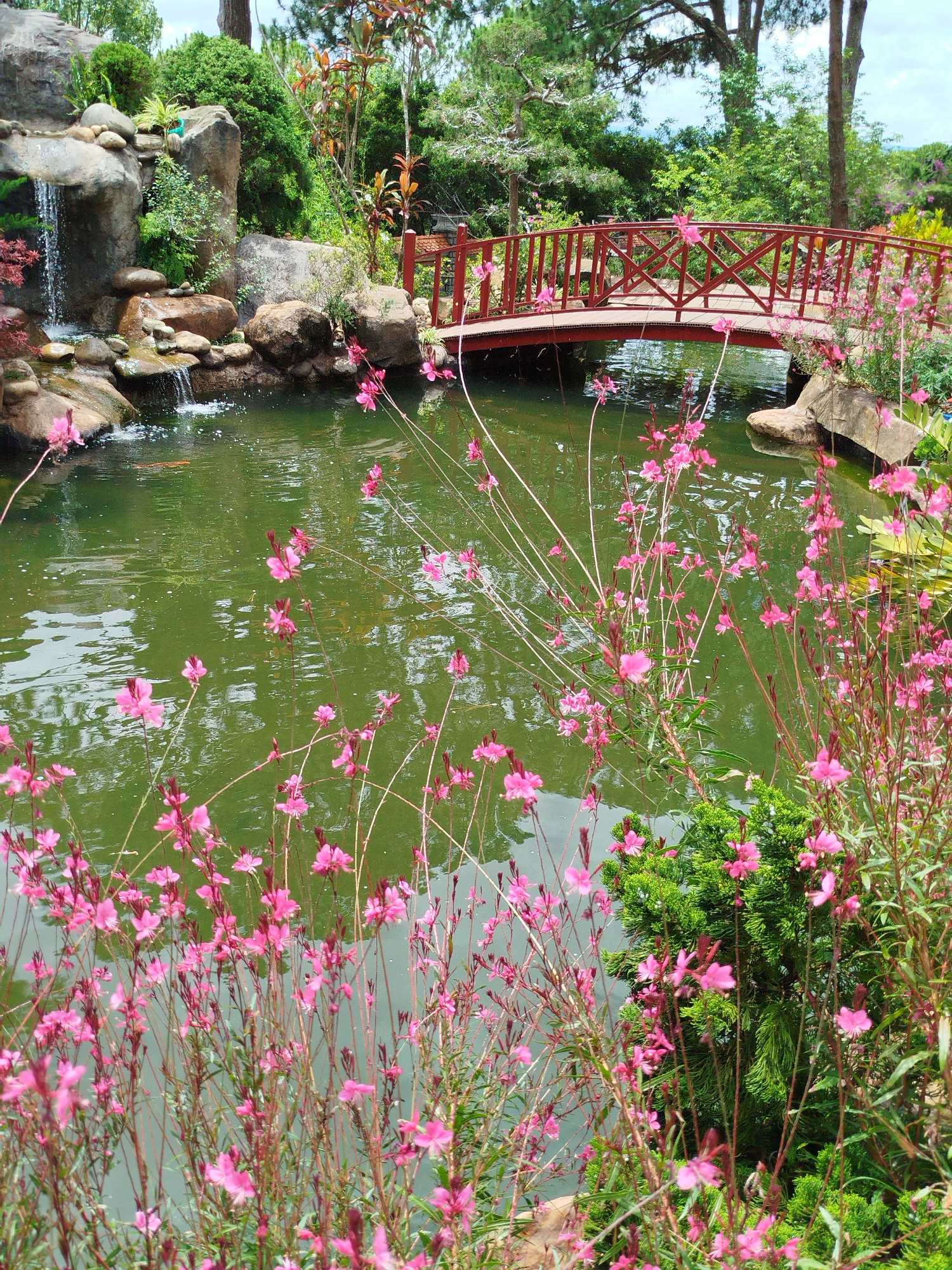 The image depicts a tranquil scene in a garden, likely located in Da Lat, Vietnam, a city known for its picturesque landscapes and gardens.
A small, red wooden bridge arches over a green pond. The pond appears to be part of a larger water feature, with a small waterfall cascading over rocks in the background. Lush vegetation surrounds the pond, with pink gaura flowers in the foreground. The pond has some leaves floating on it. The trees and plants indicate a humid, temperate climate. The light suggests it is daytime, possibly mid-morning or afternoon. There are no people visible in the frame.