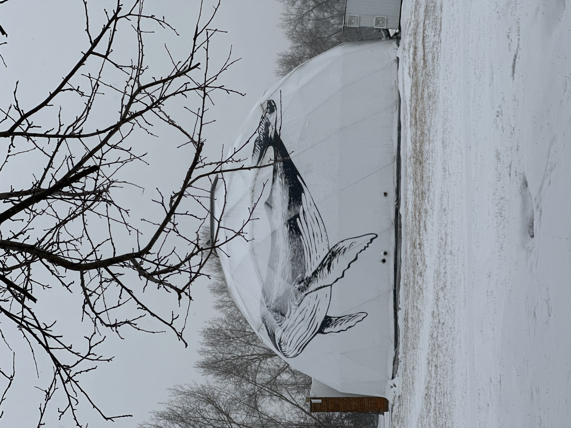 The image captures a winter scene featuring a large, white geodesic dome structure, likely in Krasnoyarsk, Russia, given the provided context. A prominent black and white graphic of a humpback whale is emblazoned on the side of the dome, depicted in a dynamic pose with its head pointed upwards and flippers spread, as if breaching from water.
The ground surrounding the dome is heavily covered in snow, indicating cold, wintry weather. In the foreground, numerous bare tree branches with intricate patterns are silhouetted against a pale, overcast sky, framing the scene on the left and top. More leafless trees are visible in the background. A small, white building with decorative squares on its facade is partially visible in the upper right background, behind the dome. A small wooden platform or structure is also discernible near the base of the dome on the right side. The sky is a uniform, dull grey, suggesting an overcast daytime with no direct sunlight. No people or discernible text are visible in the image. The overall impression is one of a stark, cold, and quiet winter landscape.