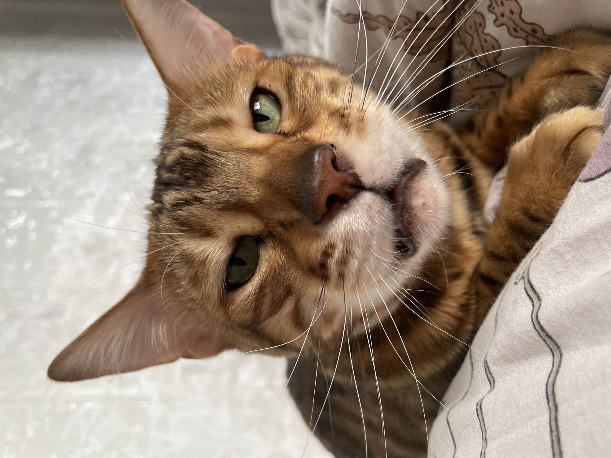 A close-up photograph depicts a Bengal cat lying down. The cat has a brown and tan coat with distinctive spots and stripes. Its eyes are green, and it has long white whiskers. The cat is partially covered by a white pillow or blanket with a faint pattern. The background is a blurred light color. No information connects the image to Izhevsk, Russia.