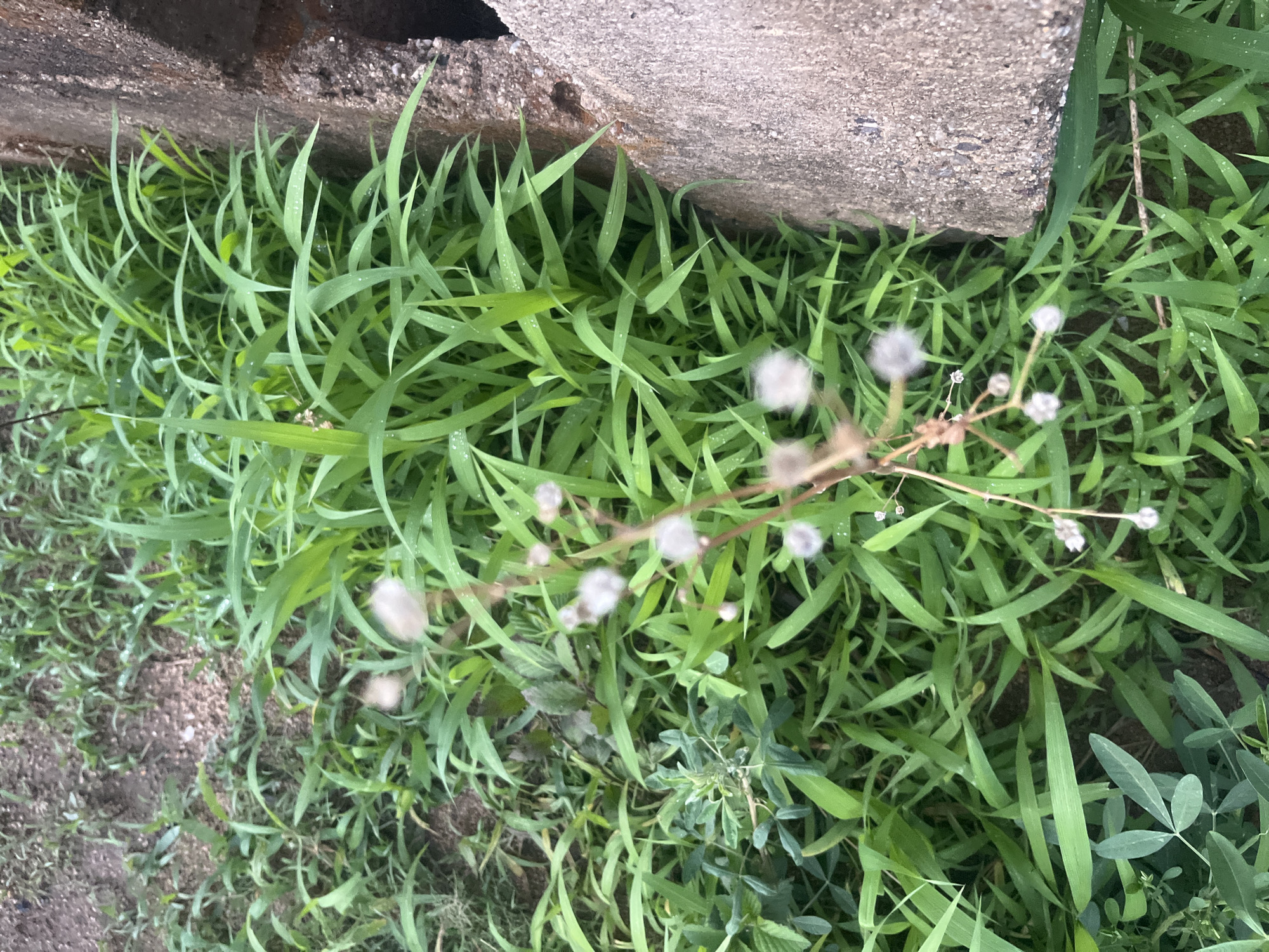 The image shows a close-up view of grass and weeds growing beside a concrete structure. The location is assumed to be Gura Top, Nigeria. The grass is a vibrant green with dew drops on the blades. There is a single, spindly, branched stem with small, fuzzy, white seed heads. A patch of clover grows in the lower right corner. The concrete structure is rough and weathered. The soil is visible in patches between the vegetation.