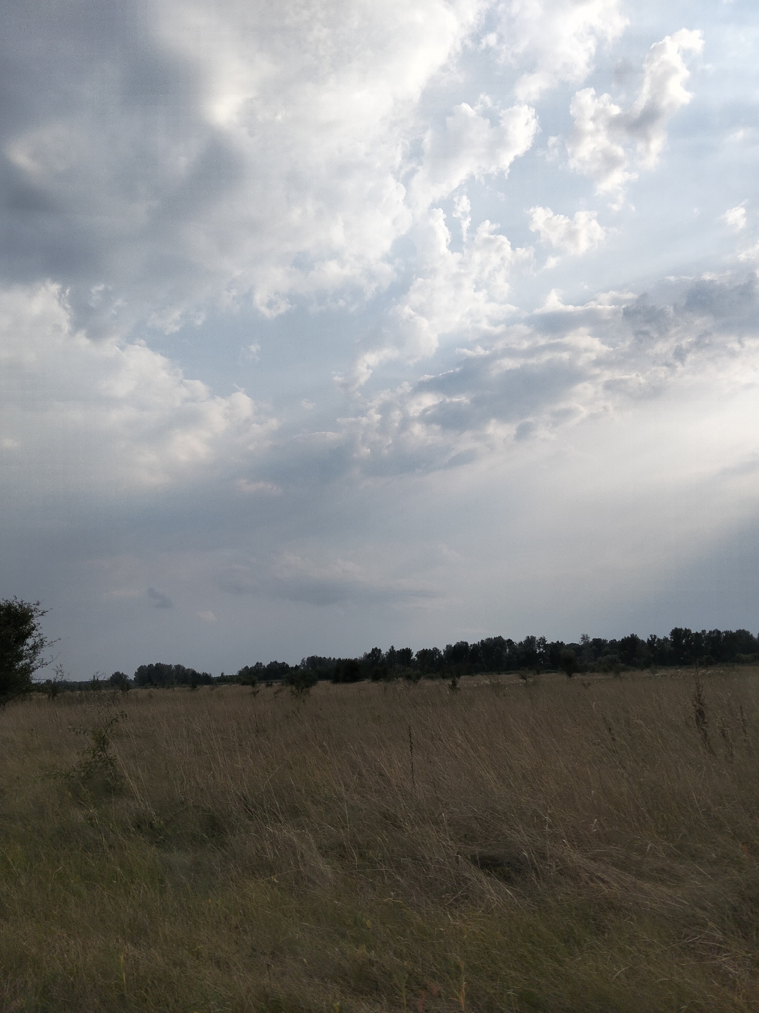 The image depicts a wide, horizontal shot of a field of dry, tall grass in Ustyvytsya, Ukraine. The sky above is filled with a mix of dark, heavy clouds and brighter, scattered clouds. A line of trees forms a dark horizon across the middle ground. The foreground and midground are dominated by the textured appearance of the grass, which is predominantly brown and yellow, suggesting dry conditions. On the far left edge of the frame, a portion of a dark, leafy tree is visible. No people or animals are present in the scene. The overall atmosphere is somber and natural.