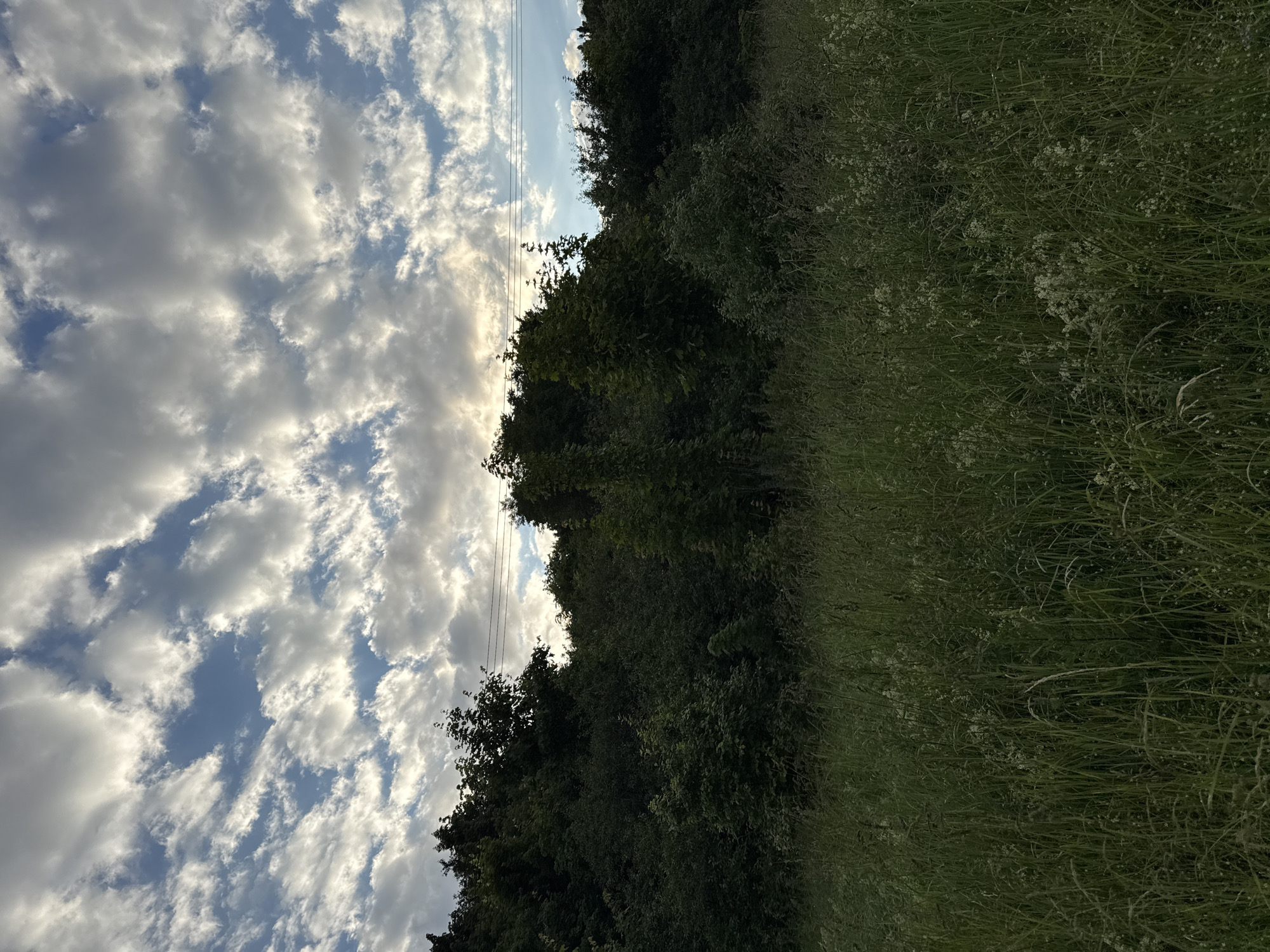The image depicts a natural landscape, likely a meadow or field, in the foreground, with a dense line of trees forming a backdrop. Above the trees, a dynamic sky is filled with scattered clouds, some of which are illuminated by sunlight, creating a dramatic effect. Power lines are visible stretched horizontally across the sky above the treeline. The overall impression is one of a rural or natural setting, possibly at dusk or dawn, given the lighting. The location is specified as Unknown, Russia. There are no people or discernible structures present in the image.
