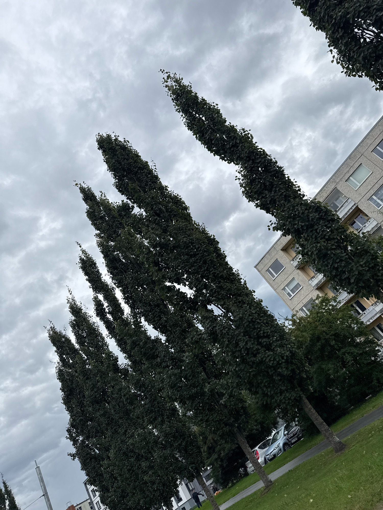 The image shows a street view in Tallinn, Estonia, characterized by a row of tall, slender trees lining a grassy area adjacent to a pathway. A modern apartment building with multiple balconies and windows is visible to the right, partially obscured by the trees. The sky is overcast with gray clouds. In the background, several parked cars are visible among the trees. The overall scene depicts an urban environment with residential buildings and green spaces under a cloudy sky.