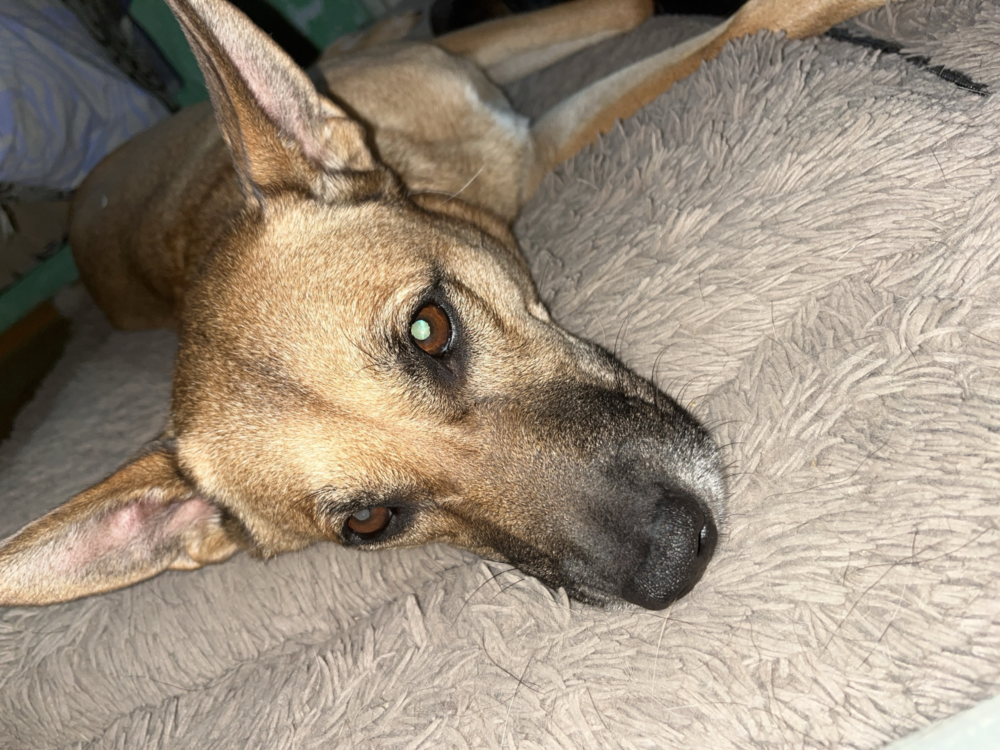 The image shows a close-up of a medium-sized dog with tan fur and large, upright ears, lying down on a soft, textured blanket. The dog's head is turned towards the camera, and its eyes are open, one with a green reflection. Its nose is dark and wet. The background is out of focus, showing hints of a patterned surface and a green object. There is no discernible location in the city of Nizhny Tagil, Russia.