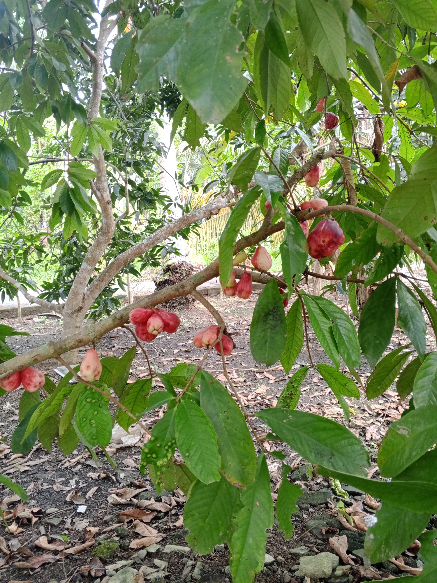 The image captures a tree laden with red and pink rose apples, commonly known as jambu bol, in a natural environment, presumably within the city of Cotmane, Indonesia. The tree features light-colored bark on its trunk and branches, with green leaves of varying sizes. The rose apples are clustered along the branches, showing different stages of ripening. The ground beneath the tree is covered with dry leaves, small rocks, and some moss. A glimpse of foliage and structures in the background suggests a garden or rural setting.