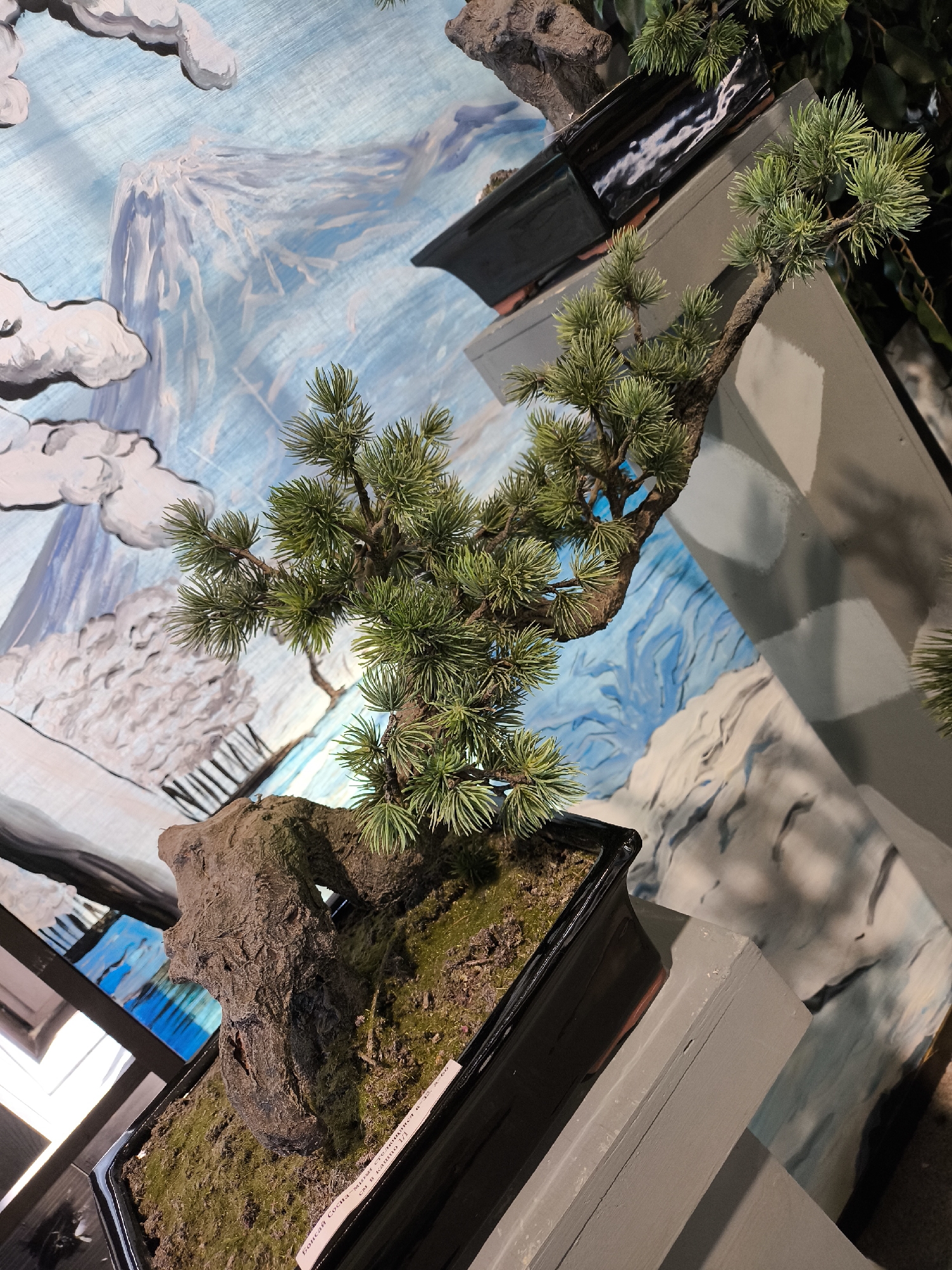 Here is a detailed description of the image:
**Subject:** A bonsai tree in a black rectangular pot. The bonsai is green with brown branches and trunk, and it is set in a bed of moss or similar ground cover. The trunk is gnarled and possibly carved.
**Objects:** Besides the bonsai and the pot, there is a small white label on the edge of the pot. There is also a painted backdrop depicting mountains, clouds, and water. Additionally, there is a tiered grey stand on which the bonsai is placed.
**Environment:** The scene appears to be indoors, possibly in an exhibition or a botanical display. The lighting suggests artificial sources, possibly spotlights. The backdrop indicates an attempt to create a miniature natural landscape setting.
**People:** No people are directly visible in the image.
**Location:** The label on the bonsai indicates that it is located in Moscow, Russia and likely includes a description in Russian.