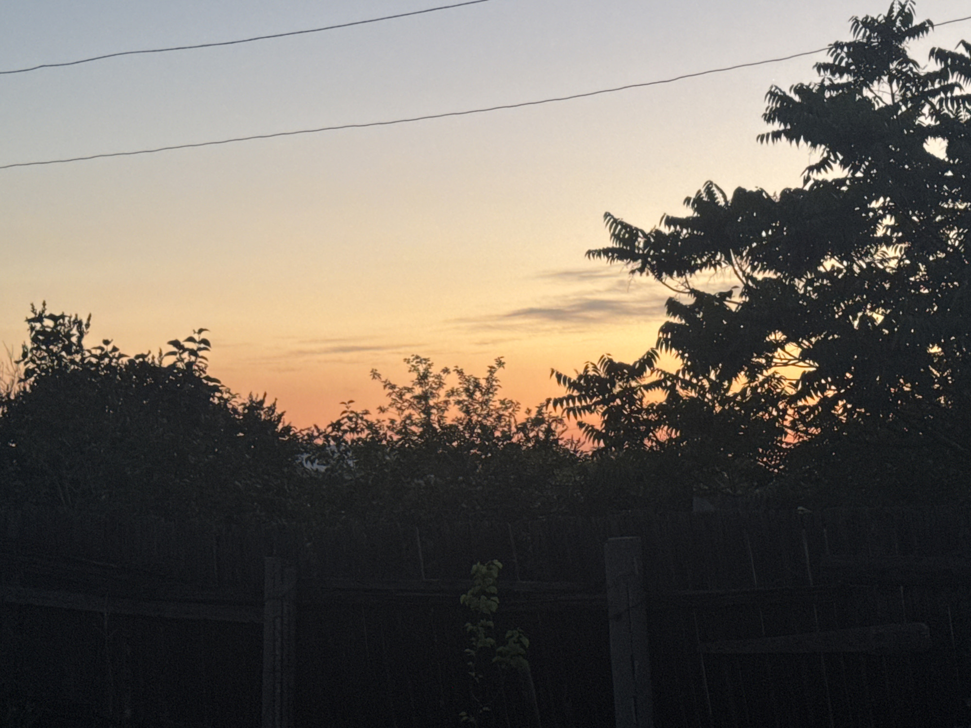 An outdoor, medium shot shows a silhouetted fence in the foreground. Behind the fence, a dense line of dark trees and foliage stretches across the frame, with a few smaller trees and saplings visible above and within the line of trees. Two thin, dark lines, possibly electrical wires, are visible against the sky in the upper portion of the frame. The sky is a gradient of pale blue at the top, transitioning to a warm orange-yellow hue near the horizon, suggesting it is either sunrise or sunset. The scene appears to be a backyard or a transitional area between residential and natural spaces within an urban or suburban setting. No people are visible in the image.