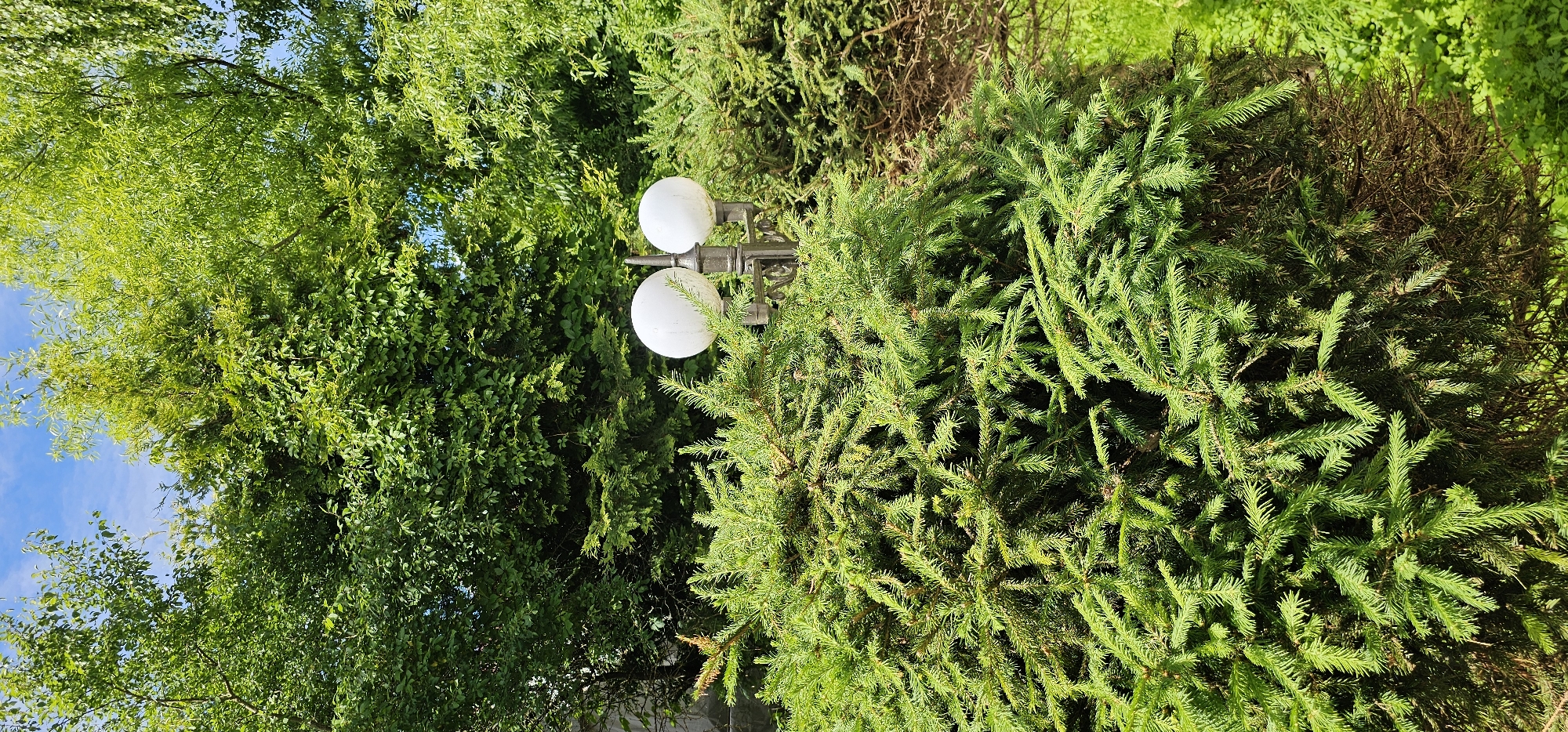 The image displays a vibrant green landscape, featuring lush trees and bushes under a clear blue sky. A lamppost with two spherical white lights is partially visible, nestled amongst the foliage. The scene appears to be an outdoor setting, possibly a garden or park, with the sunlight suggesting it is daytime. The presence of coniferous trees indicates a temperate climate. The overall atmosphere is serene and natural, with no visible text or people. The rotation of the image suggests it was captured with a camera held vertically. The location context provided is "Тихоново Снт, Russia".