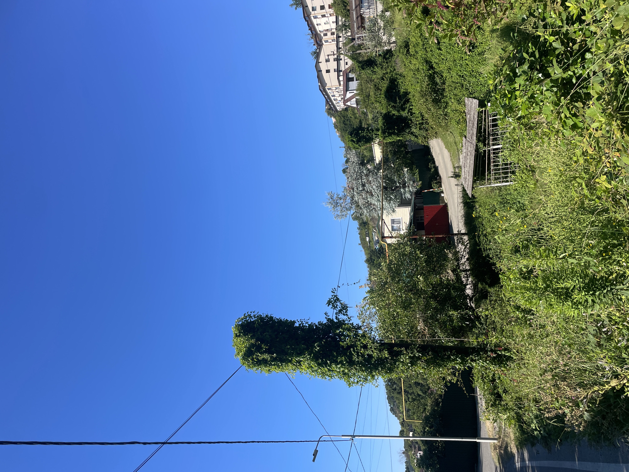 The image depicts a sunny day in Baranovka, Russia. The foreground is dominated by lush green vegetation, including tall grass and leafy bushes. A prominent, tall structure covered in ivy stands to the left of center, adjacent to a street with a white line marking the edge. A street lamp is visible behind the ivy-covered structure. In the background, houses and apartment buildings are nestled on a hillside. A dirt road winds up the hill, and trees are scattered throughout the landscape. The sky is a clear, vibrant blue.