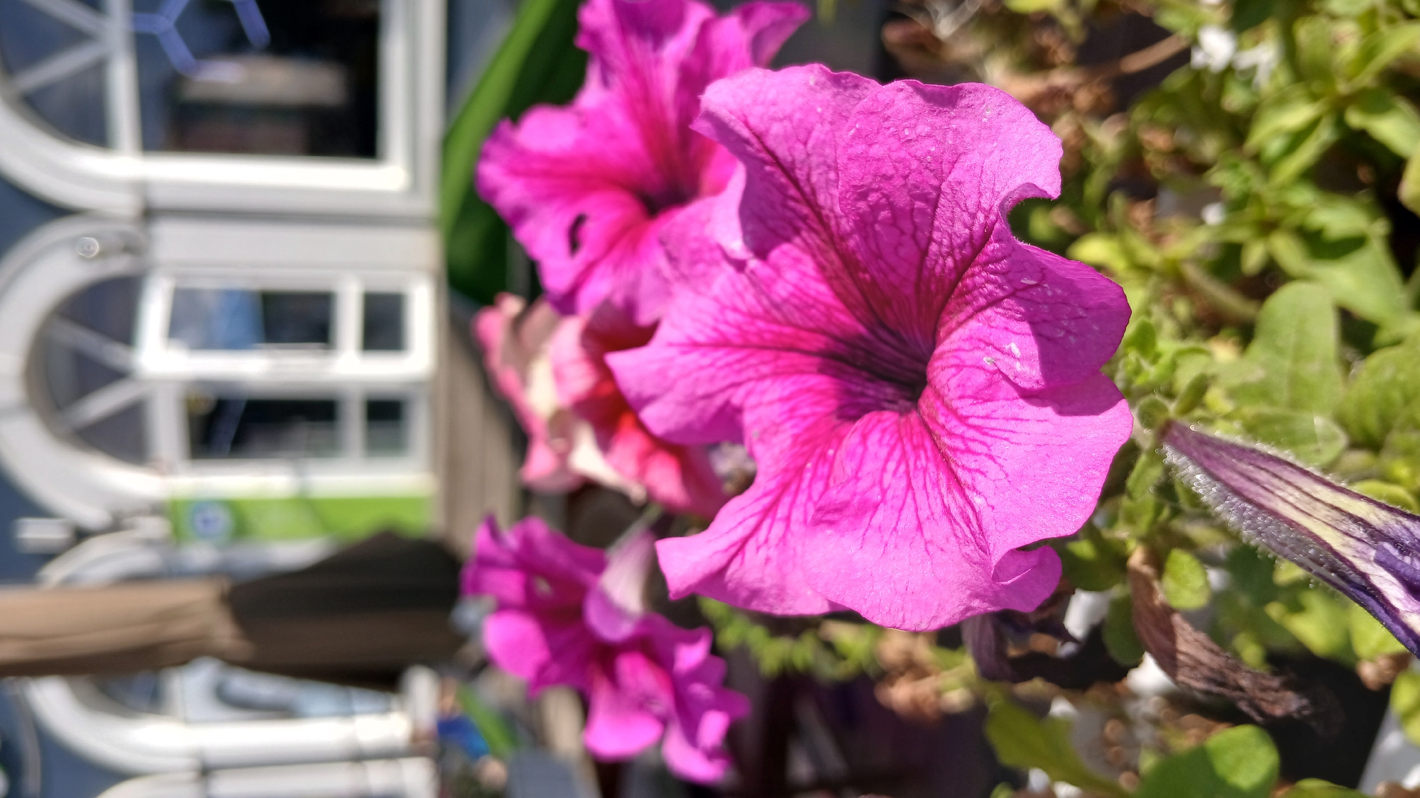 The image shows a close-up of several vibrant pink petunia flowers blooming in a planter. The flowers are in various stages of bloom, with some fully open and others still in bud. The foreground is dominated by a large, detailed petunia flower, its petals displaying a rich pink hue with darker veins. Behind it, other pink petunias are visible, slightly out of focus. The background is blurred, but appears to be an outdoor setting with architectural elements that suggest a building with arched windows and a doorway, possibly part of a cafe or restaurant. The lighting indicates it is daytime, with sunlight casting shadows and highlighting the textures of the flower petals. The overall scene is one of natural beauty set against an urban backdrop. There are no people or animals visible in the image. The specific location in Oral, Kazakhstan cannot be determined from the visual information provided.