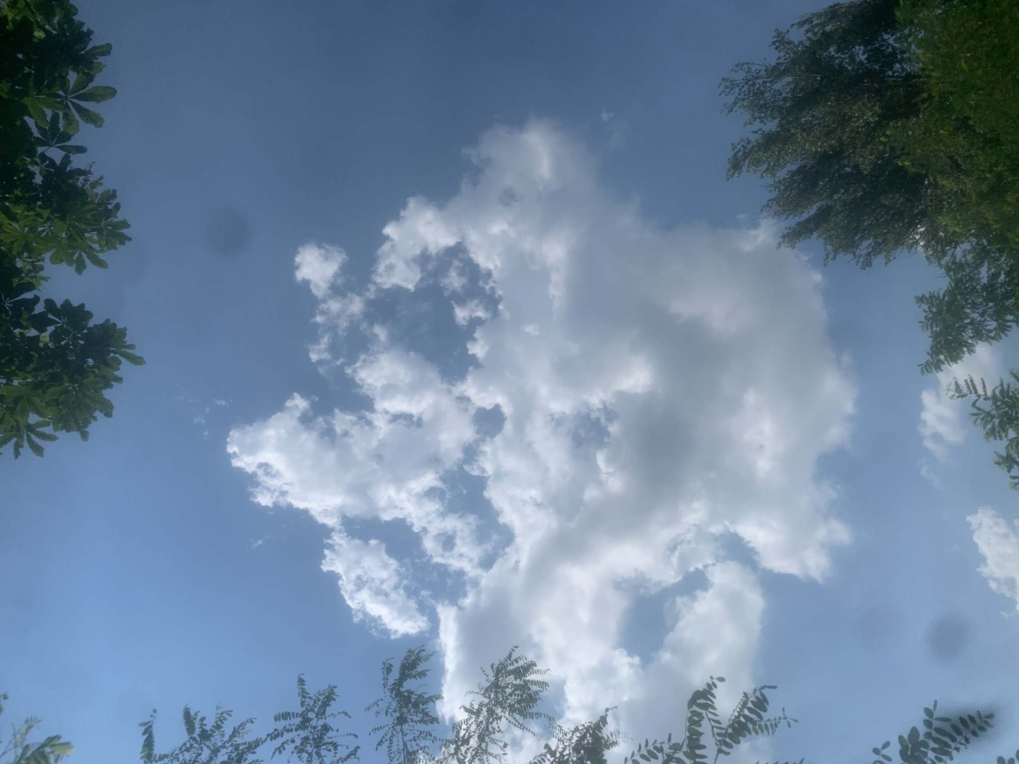 The media file shows a view looking up at a bright blue sky with scattered white clouds. The top corners and bottom of the frame are partially obscured by the dark green leaves of trees, suggesting the photo was taken outdoors in a natural setting, possibly a park or a yard. The lighting indicates it is daytime, likely midday or early afternoon, given the brightness of the sky. The weather appears to be fair with fluffy cumulus clouds, typical of a pleasant summer day. There are no people or man-made objects visible in the frame, focusing solely on the sky and foliage. The image evokes a sense of calm and natural beauty. No text is visible in the media file. The location context is Kosy, Ukraine.