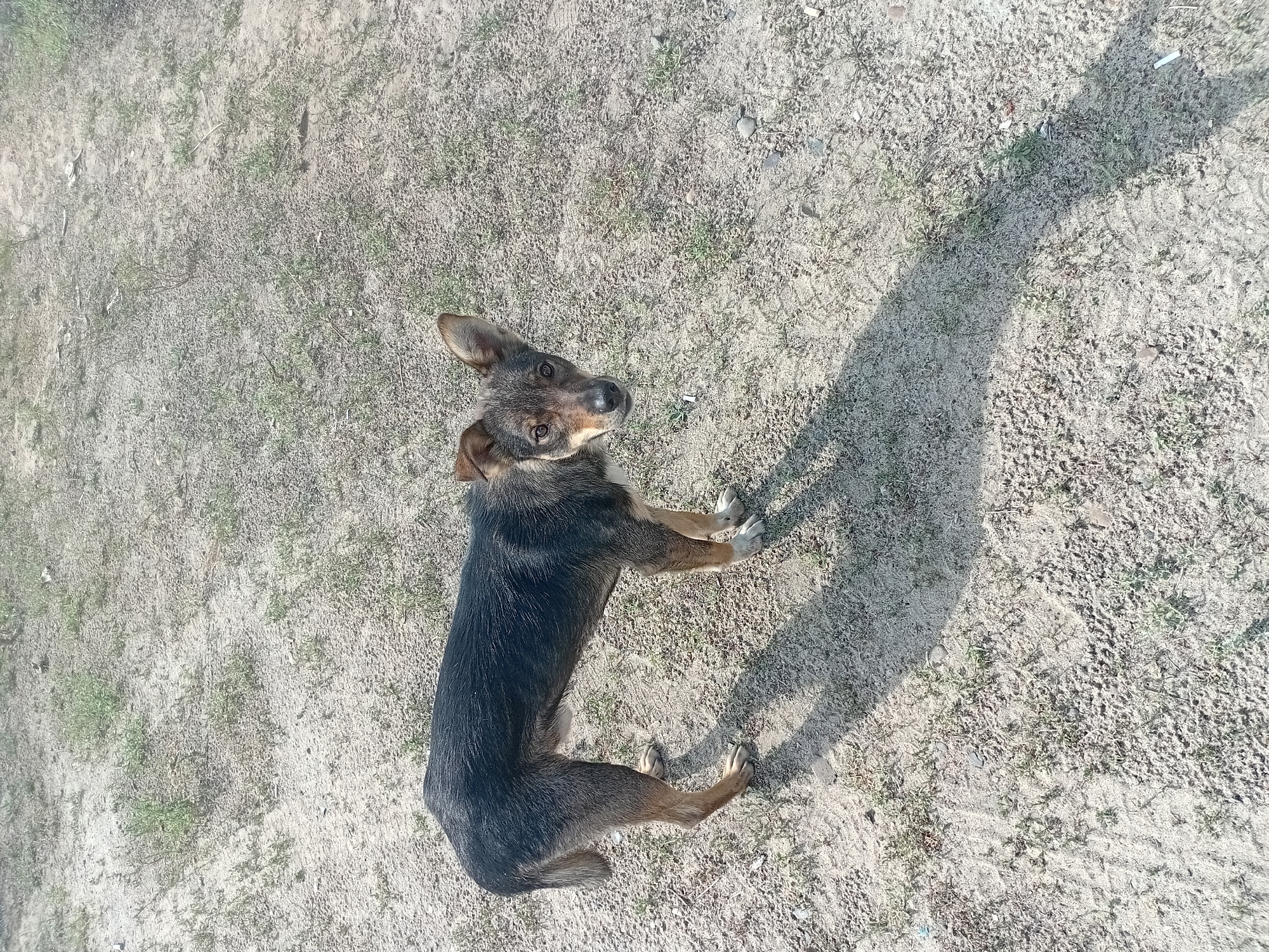 An adult, medium-sized dog with dark brown and tan fur is standing on a dirt and gravel surface with sparse green vegetation. The dog is facing the camera and looking directly at it with alert ears. The ground is dry and appears to be outdoors. The lighting suggests it is daytime. The image was captured in the city of Semey, Kazakhstan.