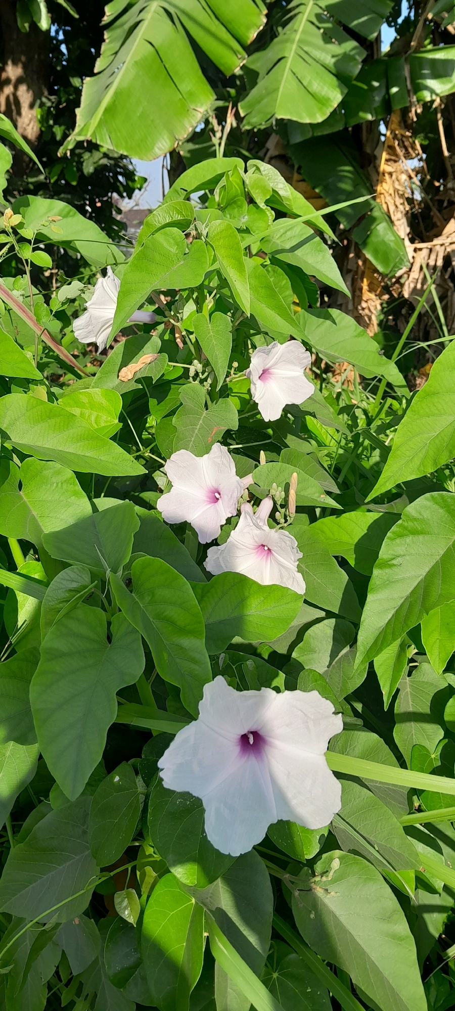 In the city of Rejosari, Indonesia, a cluster of blooming white morning glory flowers with delicate purple centers emerges from lush green foliage. The flowers, in various stages of bloom, are nestled among broad, heart-shaped leaves and slender stems, creating a vibrant natural display. The background is characterized by the dense green of tropical plants, with hints of dried foliage and the dappled sunlight filtering through, suggesting an outdoor, garden-like environment.