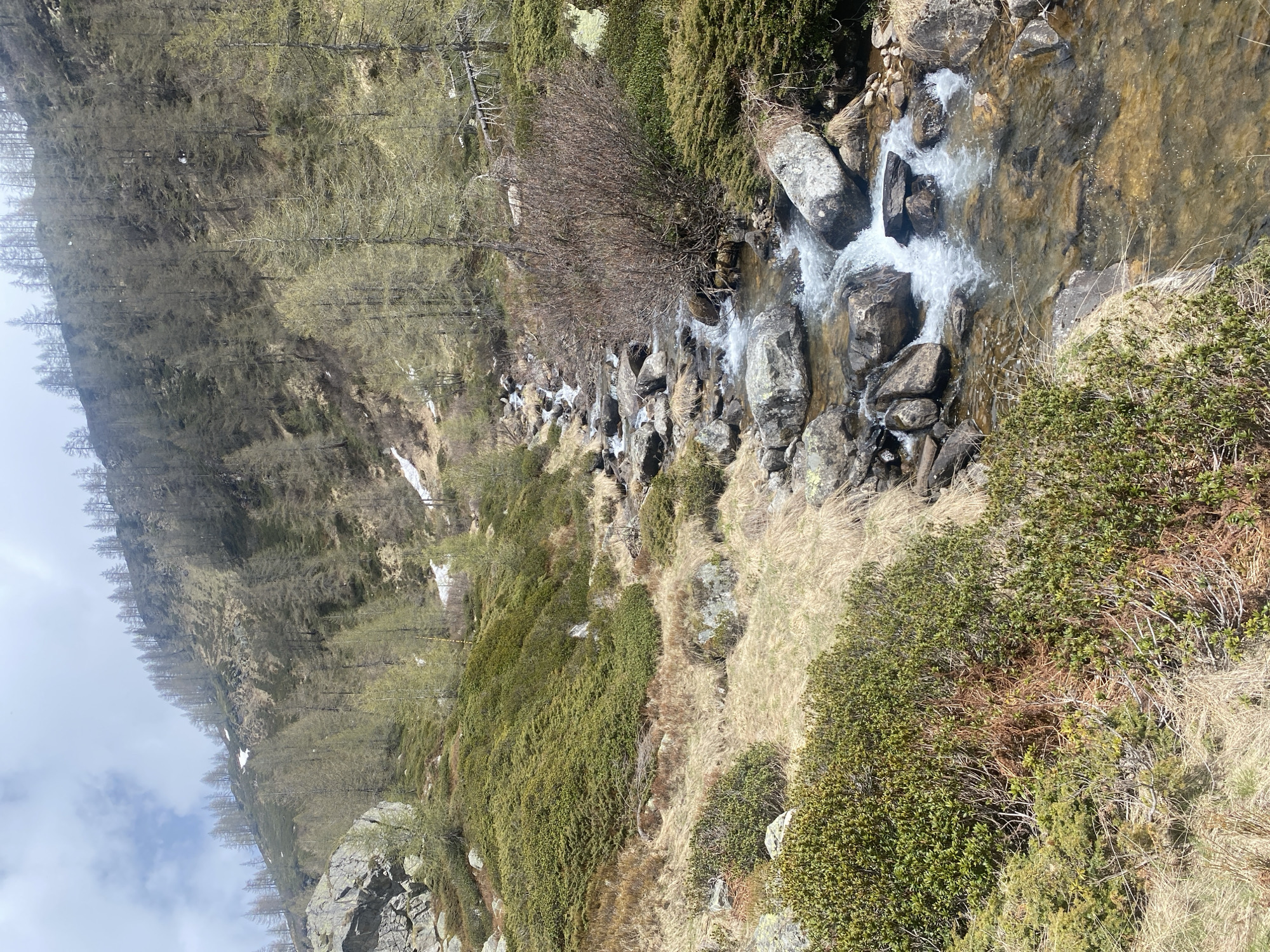 The image captures a mountainous scene, likely in the region surrounding Baceno, Italy, based on the presence of typical alpine vegetation and terrain. A stream runs through the scene, cascading over rocks. The surrounding landscape consists of dense, low-lying evergreen shrubs interspersed with patches of dry, yellowed grass and sparse deciduous trees. A steep slope rises on the left side of the frame, covered in trees and with some remaining patches of snow. The sky appears overcast.
