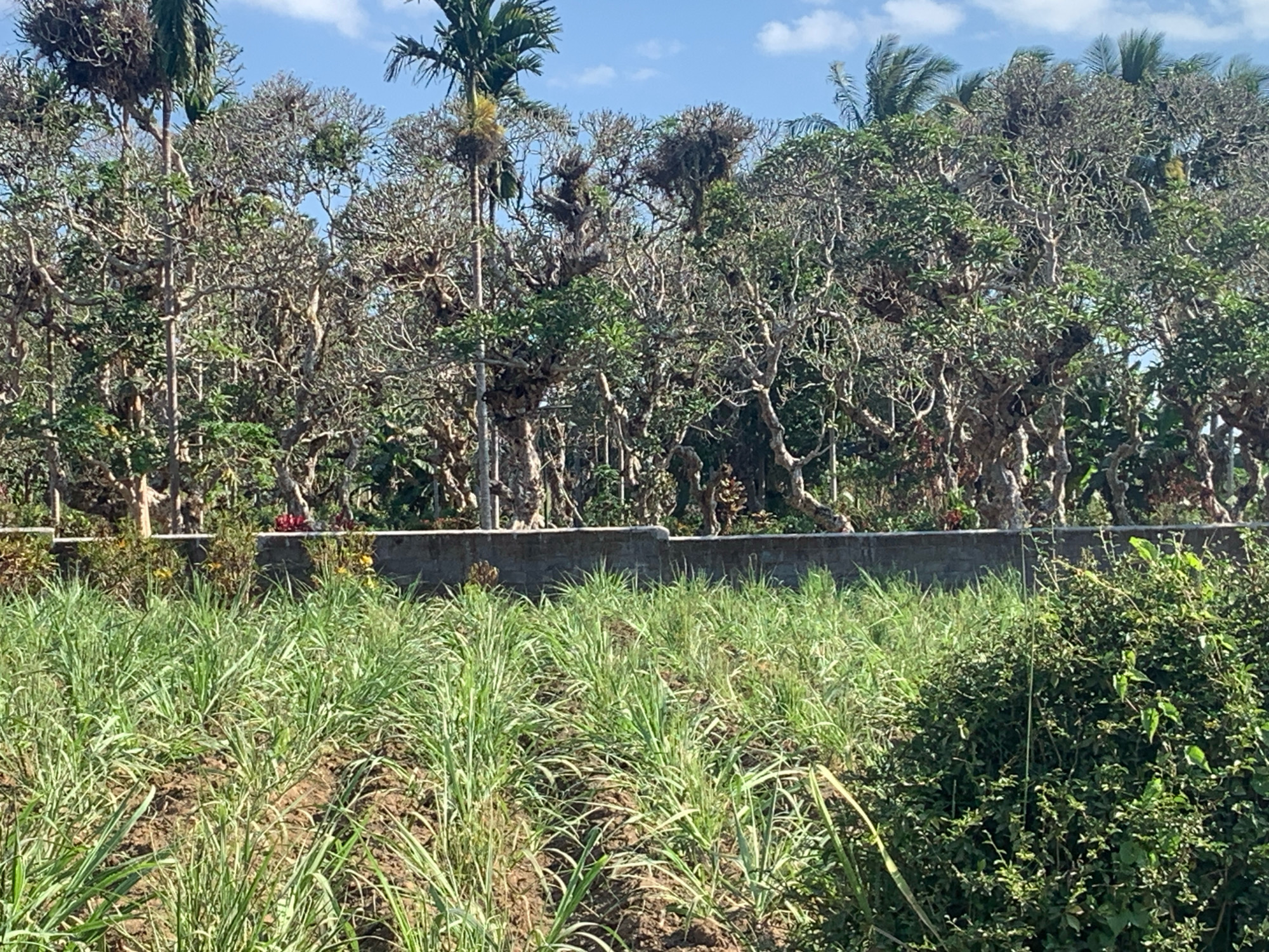 The image depicts a lush, tropical landscape with a clear blue sky overhead, dotted with a few wispy clouds. In the foreground, rows of young sugarcane stalks stand tall and vibrant green, their leaves rustling gently in the breeze. Behind the sugarcane, a low, grey stone wall marks the boundary of the property. Beyond the wall, a dense thicket of trees, some with gnarled, bare branches and others adorned with verdant foliage, creates a textured backdrop. Palm trees, with their characteristic fronds, are interspersed throughout the scene, adding to the tropical ambiance. The overall impression is one of rural tranquility, likely in Gading, Indonesia, with the sugarcane field suggesting agricultural activity in the area. The scene is bright and well-lit, indicating it was captured during daylight hours.