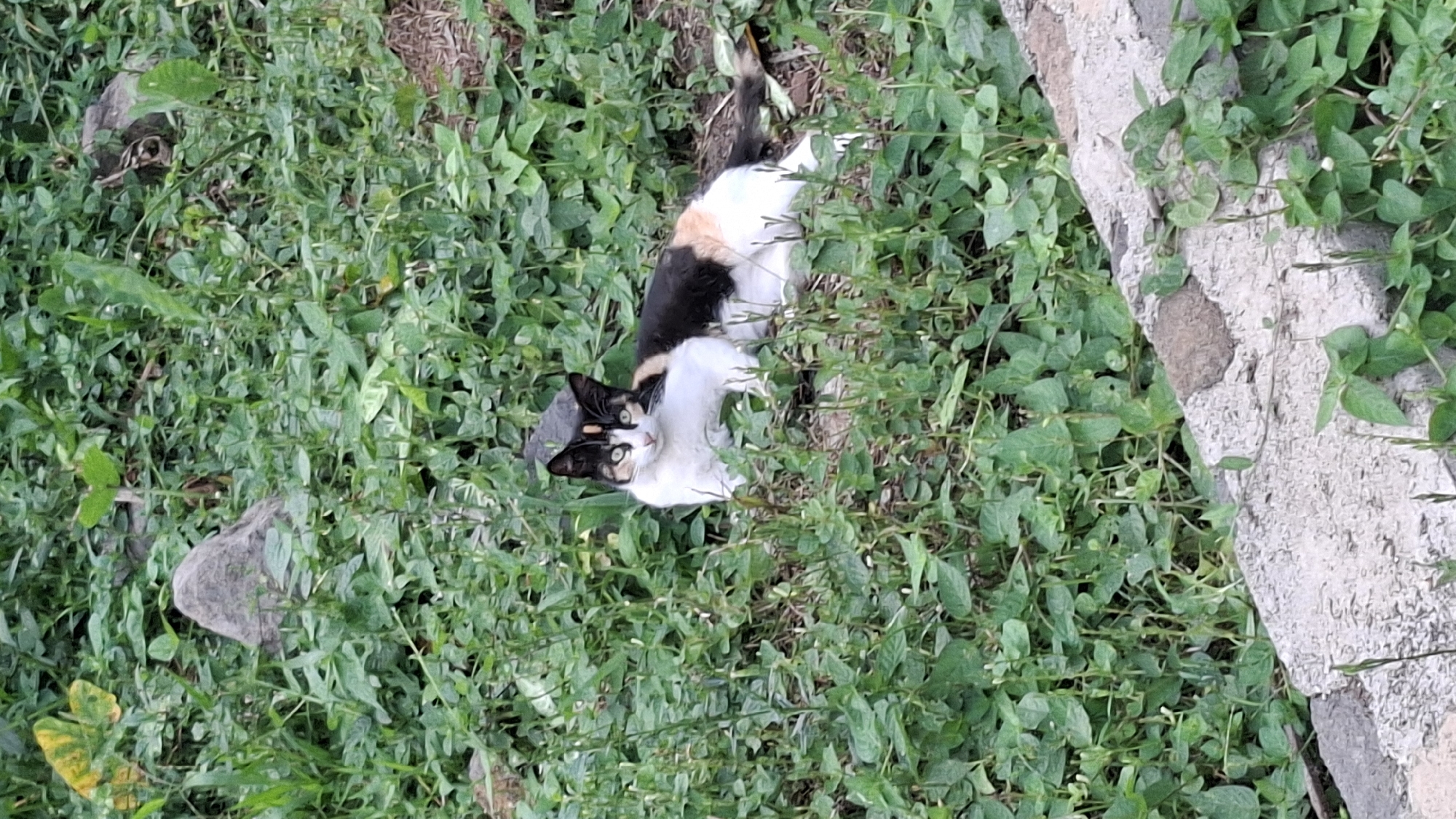A calico cat with white, black, and orange fur is lying in dense green vegetation in Cilaku, Indonesia. The cat is oriented diagonally, facing the viewer with its head turned slightly to the left. Its eyes are open and looking forward. Behind the cat, a dark, irregular object, possibly a rock, is visible amidst the foliage. In the foreground, a rough, light-colored concrete structure is present, partially covered by the same green plants. The overall environment appears to be an outdoor, unkempt area.