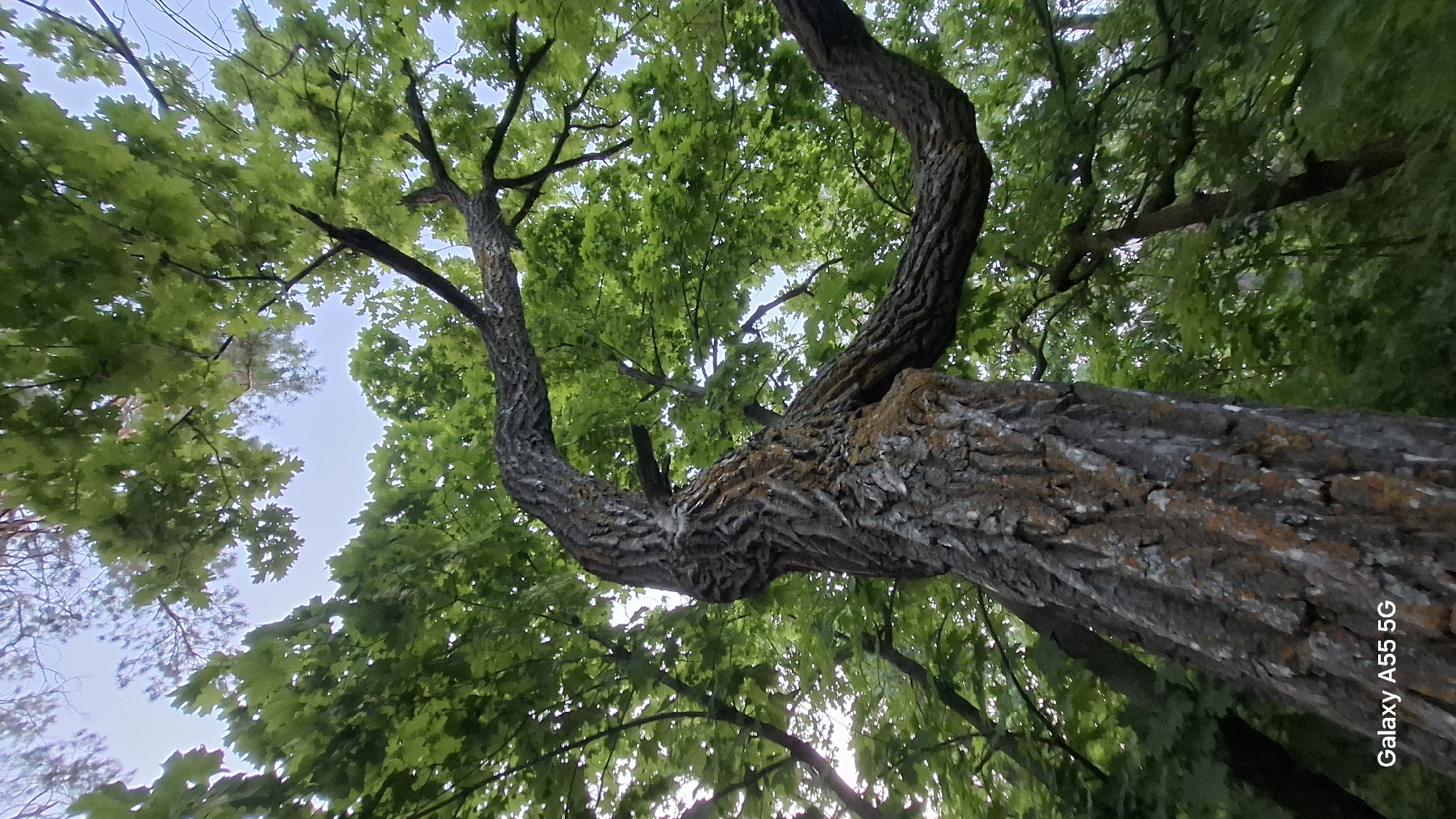 This is a low-angle, vertical shot of a gnarled tree trunk and its branches, looking up towards the canopy and sky. The bark of the main trunk is rough, textured, and a mix of gray, brown, and orange hues, with some patches of lichen. The tree has large, twisting branches that extend outwards, creating a canopy of lush green leaves. The sky is visible through the gaps in the leaves, appearing bright and slightly overcast. The image was captured in Tolyatti, Russia, as indicated by the "Galaxy A55 5G" watermark in the lower-left corner, which is a feature of Samsung mobile devices often used for geolocation in absence of other location data. There are no people or animals present in the image. The environment is a natural setting, likely a park or forest area.