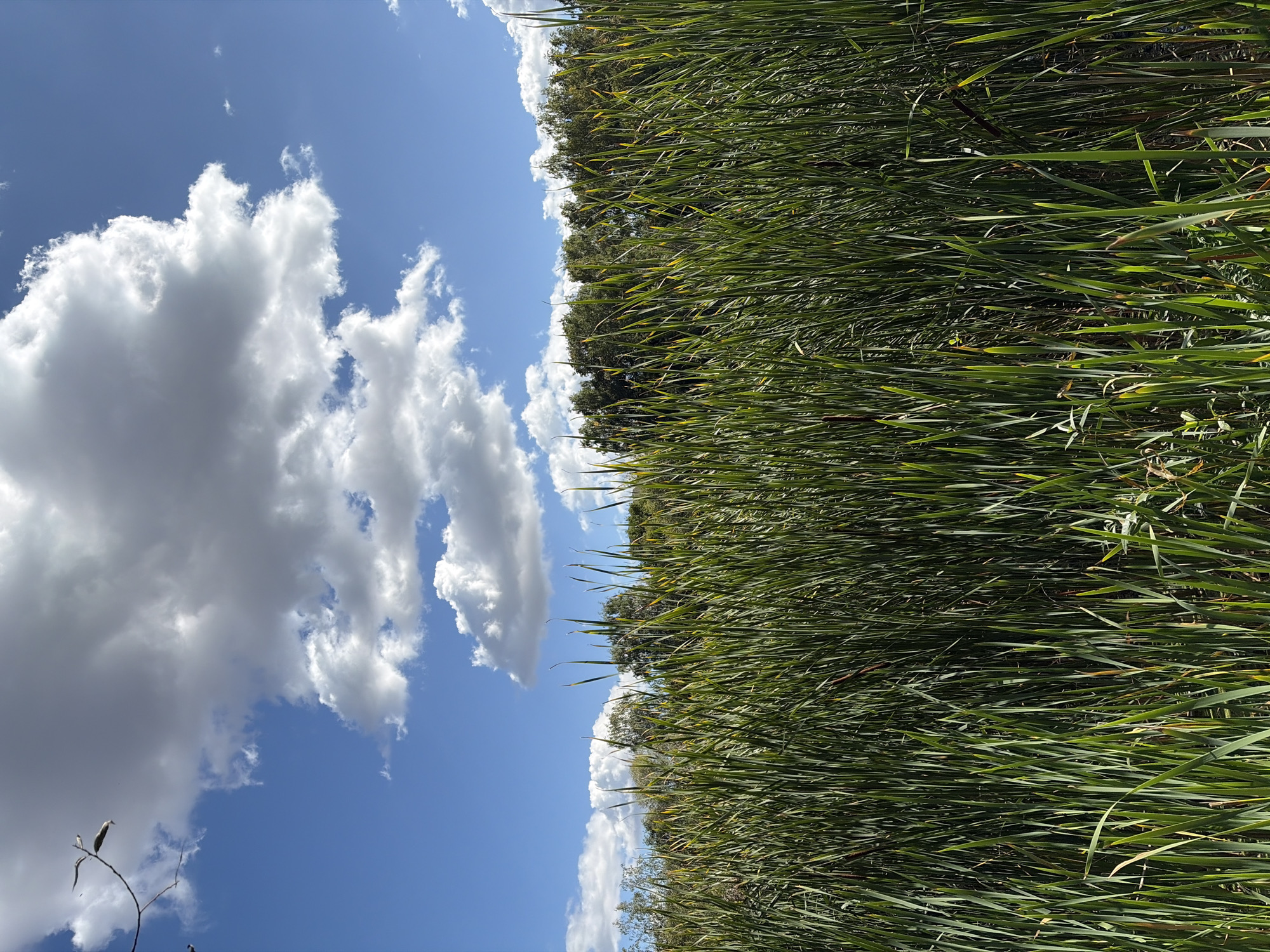 A low-angle, vertical, medium shot captures a dense growth of tall, green reeds in the foreground, stretching upwards and filling the majority of the frame. The reeds are a mix of vibrant green and darker shades, with some showing tips of yellow or brown. Behind the reeds, a line of trees forms a dark green, leafy backdrop, with the tops of some of the trees catching the sunlight and appearing yellowish-green. The sky above is a bright, clear blue, interrupted by large, puffy white clouds. In the top left corner of the sky, a bare branch with a few leaves extends from the left edge of the frame. The scene appears to be a natural wetland area, possibly a park or a natural preserve. There are no people or animals visible in the image. The lighting suggests it is daytime, likely mid-morning or afternoon.