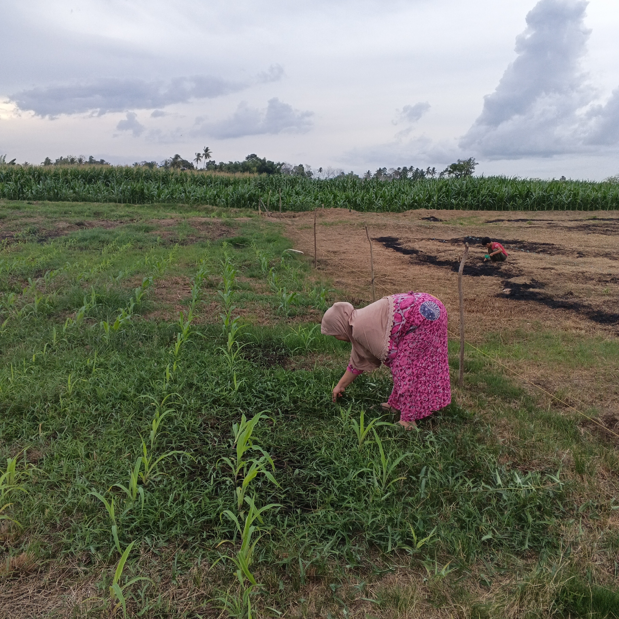 This image depicts an agricultural field in Geunteng, Indonesia, with a person tending to the crops. In the foreground, a woman wearing a pink floral skirt and a light brown headscarf is bent over, appearing to be weeding or tending to young plants. The field is a mix of green vegetation and dry, tilled earth. In the background, a mature cornfield stretches across the horizon, and further in the distance, trees and palm trees are visible. The sky is overcast with dramatic clouds. Another individual, wearing a red shirt, is visible in the far background on the tilled section of the field, also engaged in agricultural work. Wooden stakes and string mark boundaries within the field.