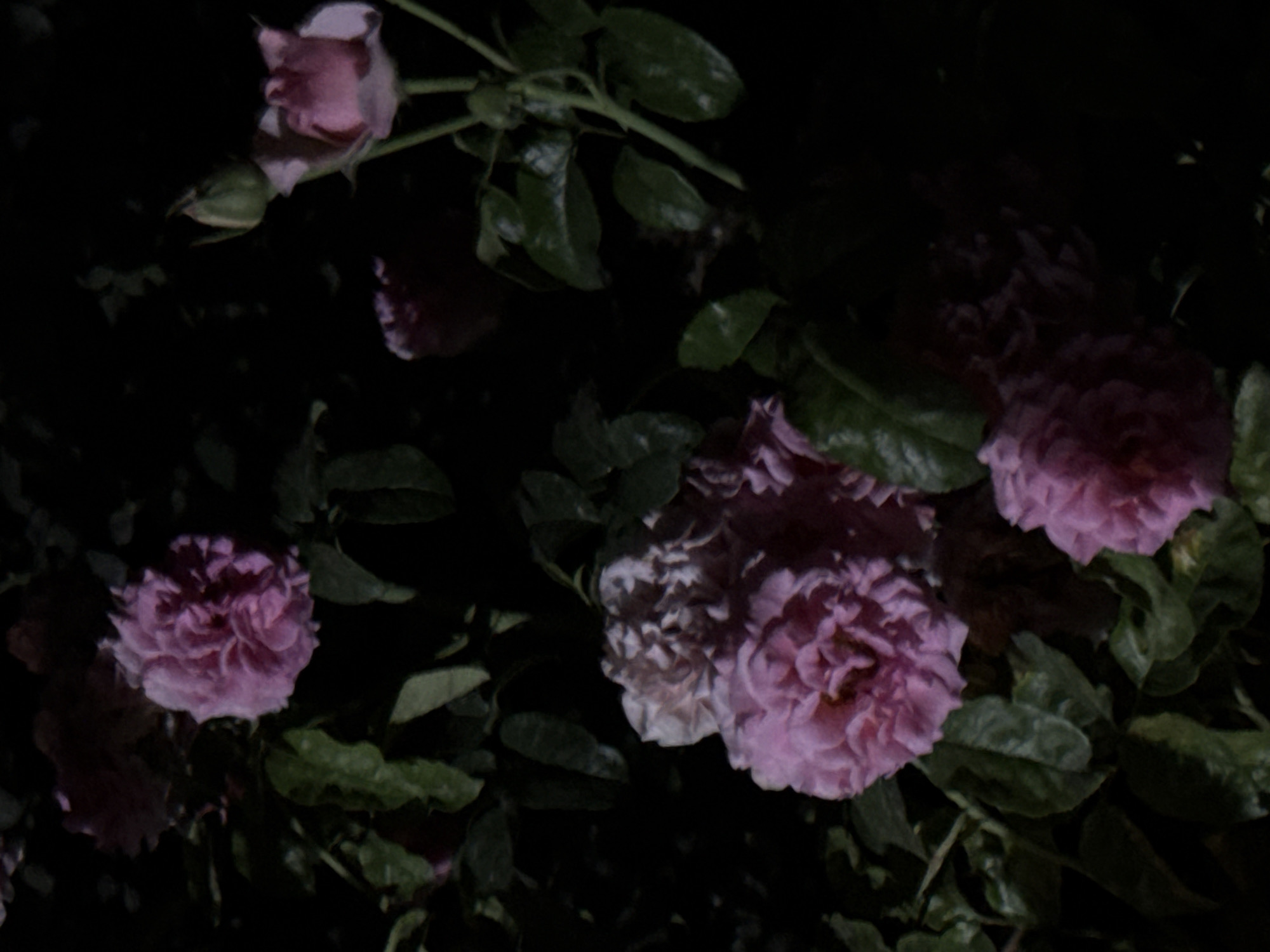 In the city of Vostok, Kyrgyzstan, a close-up, low-light photograph captures a cluster of pink roses in bloom. The roses are predominantly in the foreground and mid-ground, with some appearing fully open and others in bud. The petals are a soft pink hue, and the leaves are a dark green. The background is entirely dark, suggesting the photograph was taken at night or in a very dimly lit area. The overall impression is one of natural beauty, with the focus solely on the roses and their foliage. There are no people or any other discernible objects or activities in the image.