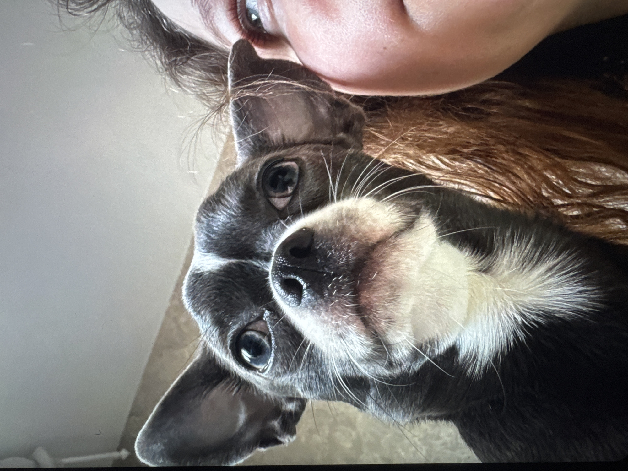 This media file features a close-up, upside-down view of a person and a small dog, likely a Chihuahua or similar breed. The person, only partially visible from the eye and forehead area, has brown hair and fair skin. The dog is predominantly grey and white, with large, dark eyes and prominent white whiskers. Its snout and chest are white, contrasting with its dark grey fur. The dog appears to be nuzzling the person's face, with its nose and mouth close to the person's cheek and eye. The background is a plain, light-colored wall, suggesting an indoor setting. The lighting appears to be natural, possibly from a window, casting soft shadows. The overall mood is intimate and affectionate, capturing a moment of connection between the person and their pet. There is no visible text within the image. The location context of Novinki, Russia, provides geographical information but no specific visual cues within the image itself. The time of day and weather conditions are not discernible.