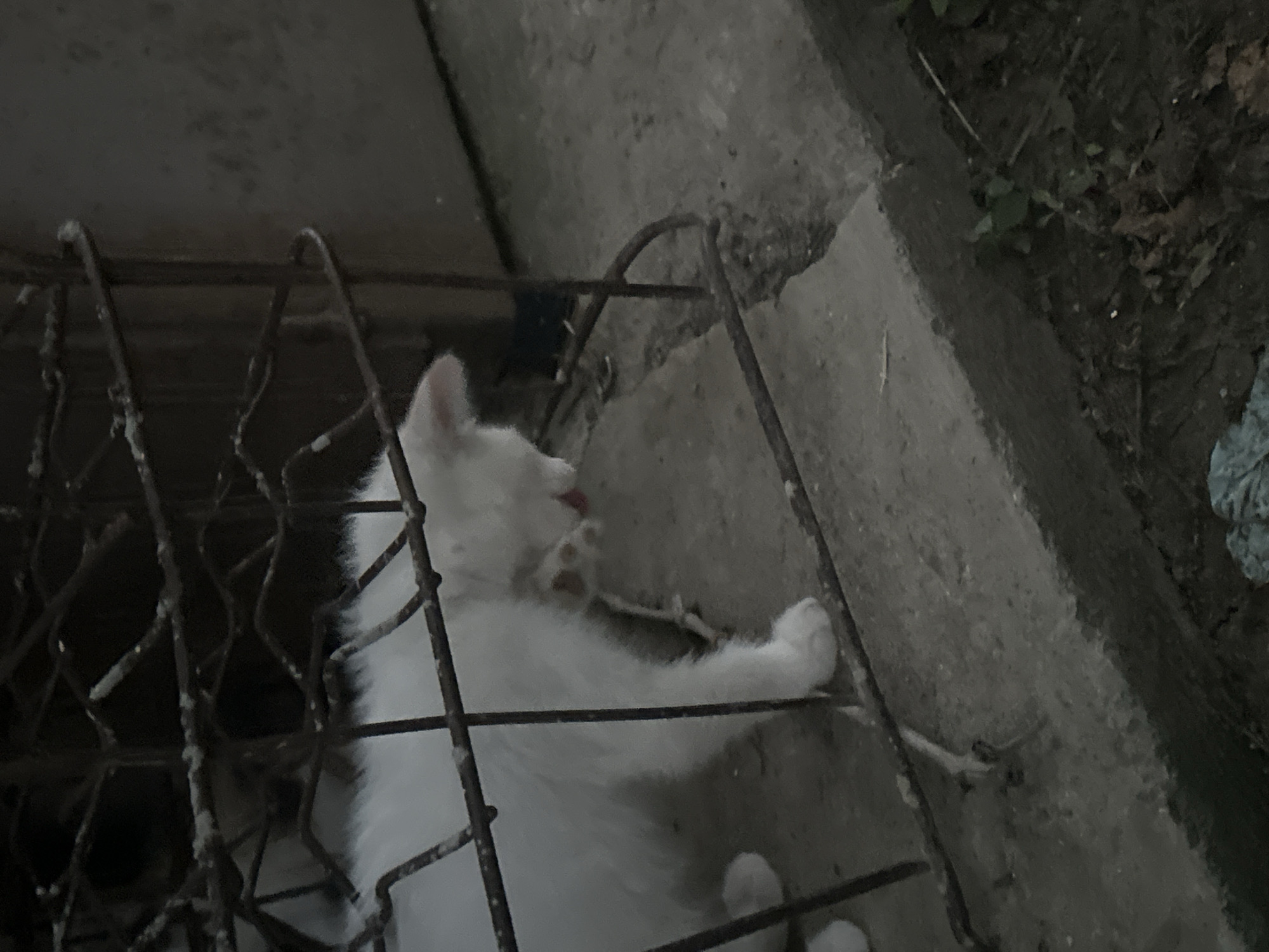 A white cat is captured in the frame, partially obscured by a rusty metal grate. The cat is positioned on a concrete surface, and it appears to be grooming itself. Its body is mostly white, with some light markings visible. The background consists of a gray, textured wall and patches of dirt with some sparse vegetation. The scene suggests an outdoor, possibly urban or semi-urban setting, with the concrete suggesting it could be a sidewalk or an alleyway. The lighting is dim, indicating it might be dusk or an overcast day.