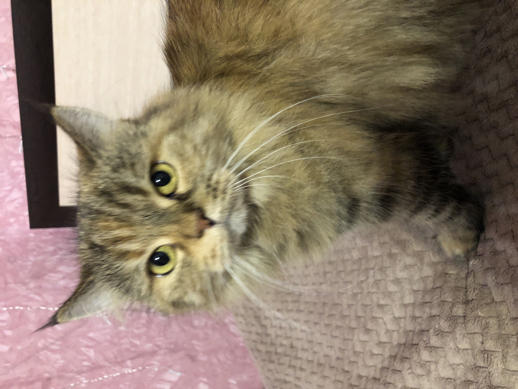 A medium shot captures a fluffy cat with golden eyes and a brown and tan coat. The cat is positioned on a soft, textured surface that appears to be a blanket or rug. The background is out of focus, featuring a pink, textured wall and a dark wooden frame. The cat's ears are perked up, and its gaze is directed towards the viewer.