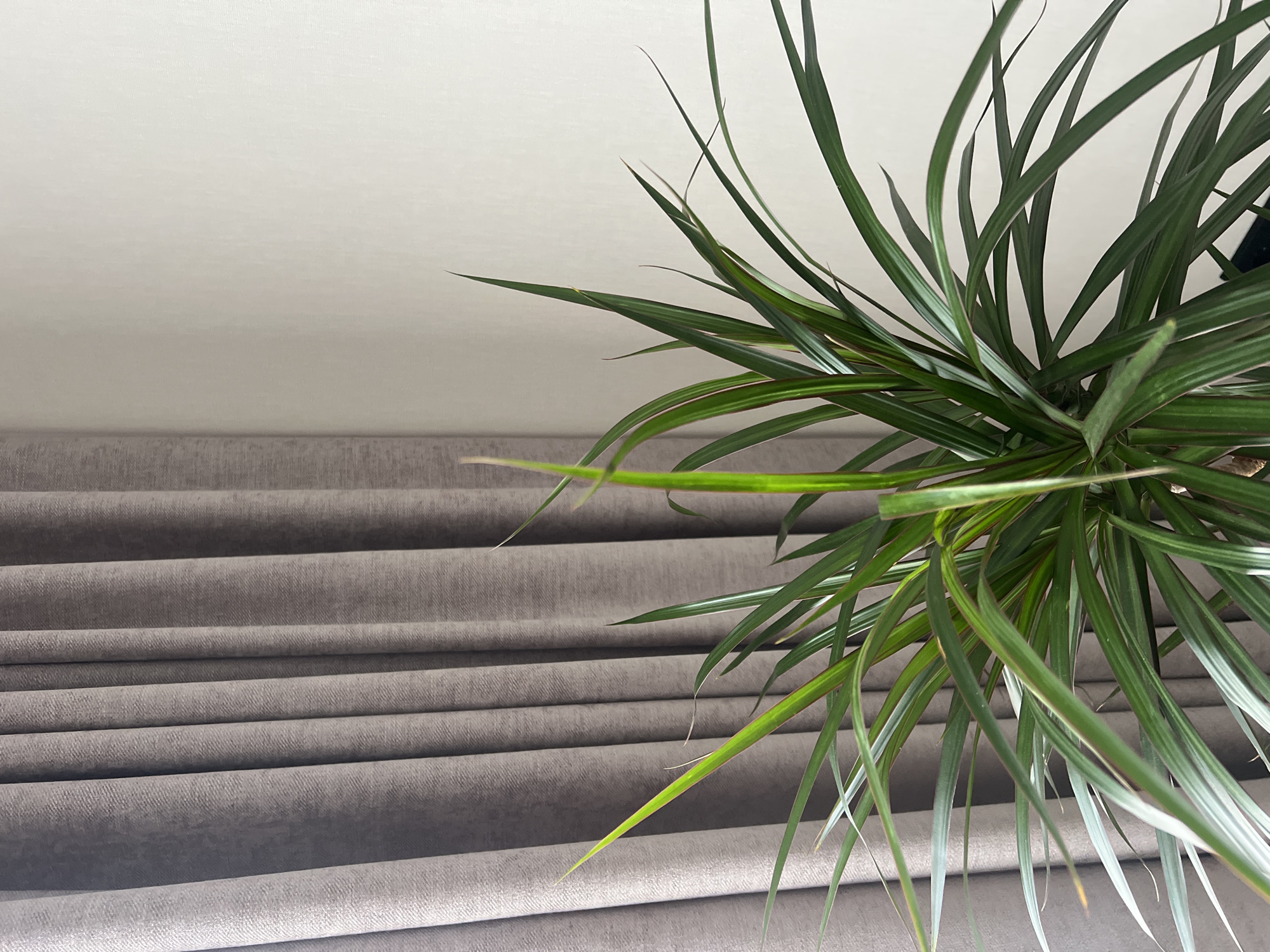 An indoor potted plant with long, spiky green leaves is positioned in front of a grey, pleated curtain. To the right of the curtain is a plain, off-white wall. The scene is illuminated by natural light, casting subtle shadows. There is no indication of the location being in Penza, Russia.