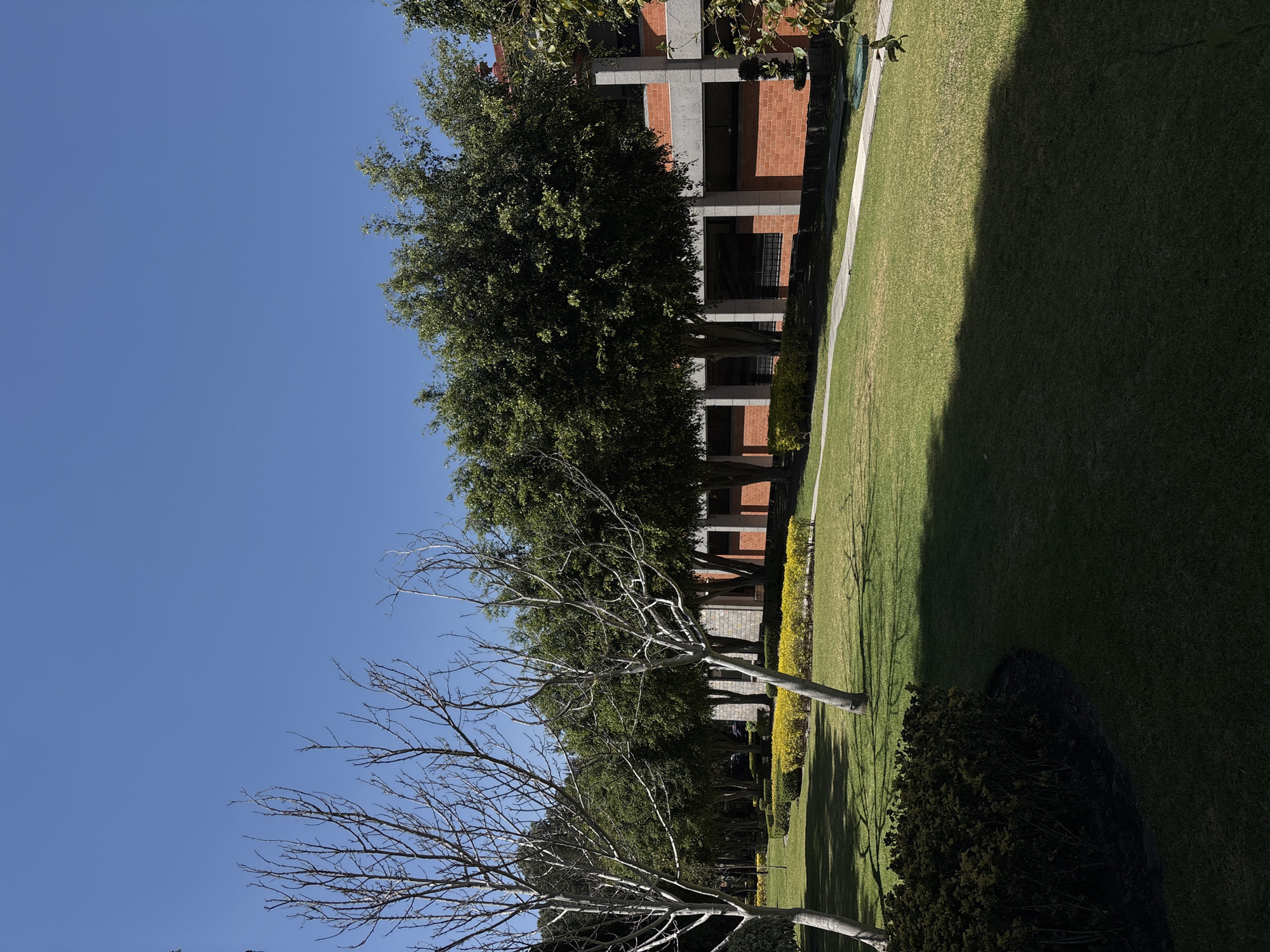 The image displays an outdoor landscaped area under a clear blue sky on a bright, sunny day, located in San Andrés Cholula, Mexico. The foreground features a wide expanse of manicured green grass. Two deciduous trees with bare branches stand prominently in the left and central foreground, casting distinct, elongated shadows across the lawn. A dense, dark green shrub is visible in the lower left corner.
A light-colored concrete pathway curves from the mid-ground towards the right background, separating a section of lawn from a building. This pathway is bordered on its inner curve by a bed of low, yellow-flowering plants. Behind this, a row of mature, leafy green trees forms a dense line.
In the background, a multi-story building is partially visible behind the row of trees. Its lower levels are constructed with red brick, contrasted by prominent grey concrete columns and beams that form part of its structure. Dark, rectangular windows are visible on the building's facade. No individuals or animate subjects are present in the scene.