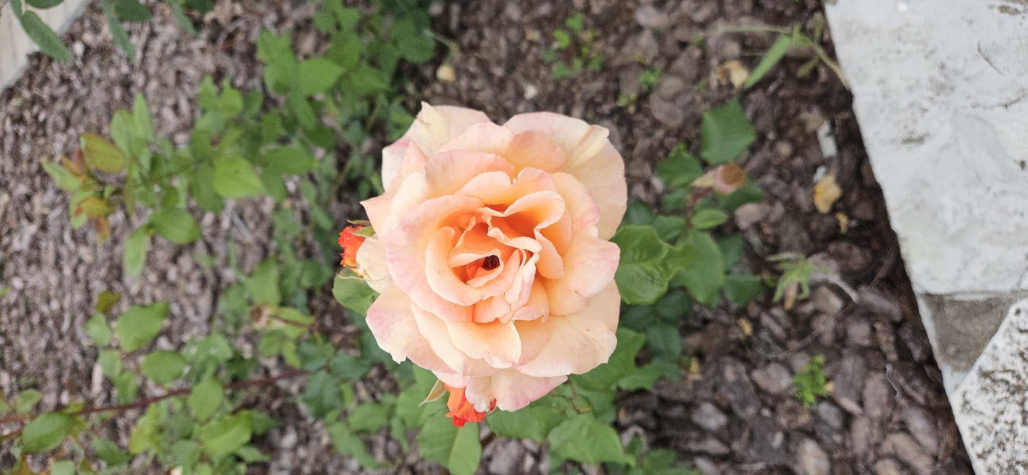 A close-up, overhead shot captures a vibrant peach-colored rose in full bloom, nestled amongst green foliage. The rose's petals are delicately layered, with a deeper orange hue in its center, where a dark center is visible. Two small, bright orange rosebuds are also present, one to the left and one to the right of the main bloom. The rose is situated in a garden bed covered with dark, coarse mulch. To the right of the rose, a portion of a rough, light-colored stone or concrete structure is visible, suggesting the edge of a pathway or border. The background consists of more mulch and scattered green leaves, indicating an outdoor garden setting. The lighting appears natural, suggesting daytime, with no specific weather conditions immediately apparent. The image is devoid of any visible text. The overall scene evokes a sense of natural beauty and the peacefulness of a garden.