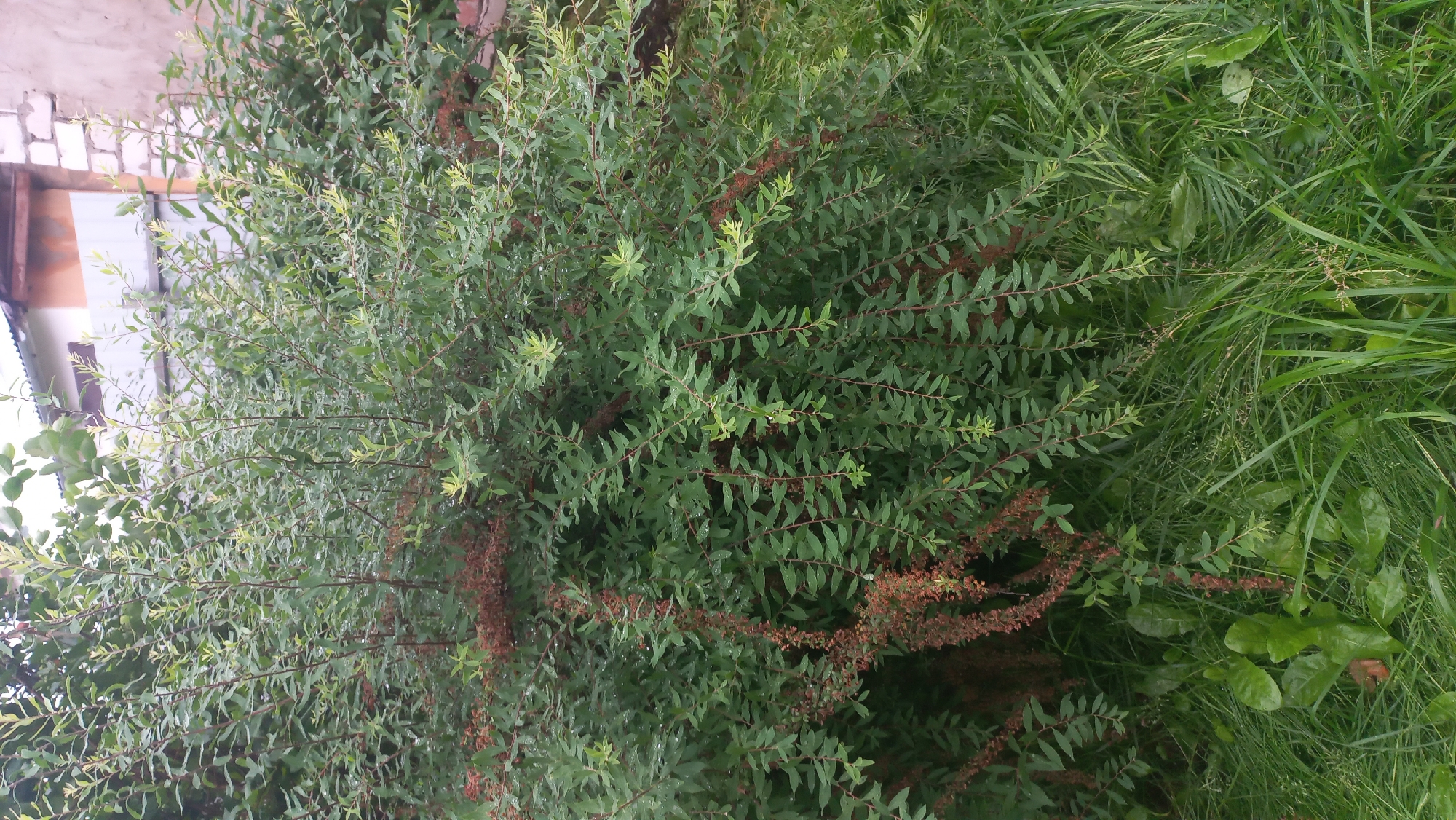 The image captures a dense shrub with numerous small, elongated green leaves and some reddish-brown, dried seed heads. The shrub is situated in what appears to be a residential backyard in Savino, Russia. The background shows a section of a fence, a portion of a brick building, and the roof of another building. In the foreground, tall green grass with some broad leaves is visible, suggesting a somewhat overgrown outdoor space. The scene is naturally lit, and a few water droplets are visible on the leaves, indicating recent rain or dew. No people or animals are present.