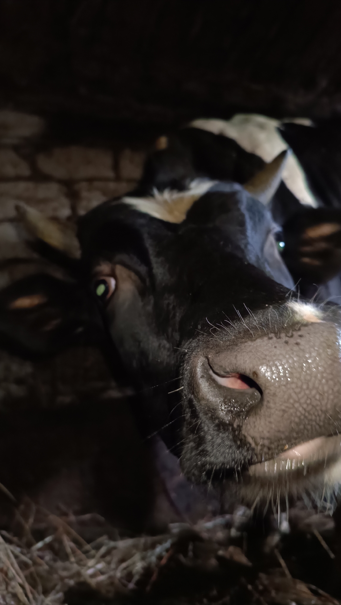 A close-up, low-angle, indoor shot shows a black and white cow's face. The cow's left eye, a striking green, is visible. Its wet, speckled nose and muzzle dominate the foreground. The background is dark and out of focus, with hints of straw and brickwork, suggesting an enclosure. The lighting is dim, casting shadows.