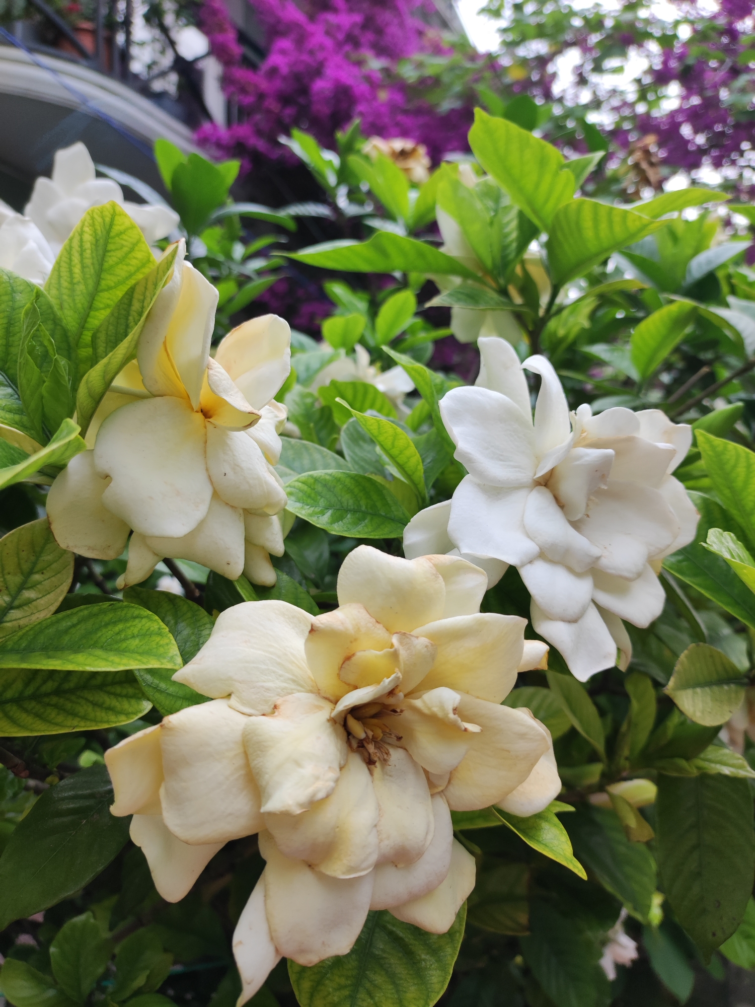 A close-up, vertical, eye-level shot captures several gardenia flowers in bloom against a backdrop of lush green foliage and blurry purple flowers in the background. The gardenia flowers, predominantly white with some developing a creamy yellow hue, display layered petals. The leaves are a deep, vibrant green, some showing a slightly waxy sheen. In the background, a profusion of bright purple flowers creates a striking contrast with the white and green of the foreground. The overall impression is of a natural garden setting. The presence of bougainvillea, a common plant in coastal and subtropical regions like Batumi, Georgia, suggests the photograph was taken outdoors in a garden or balcony environment.