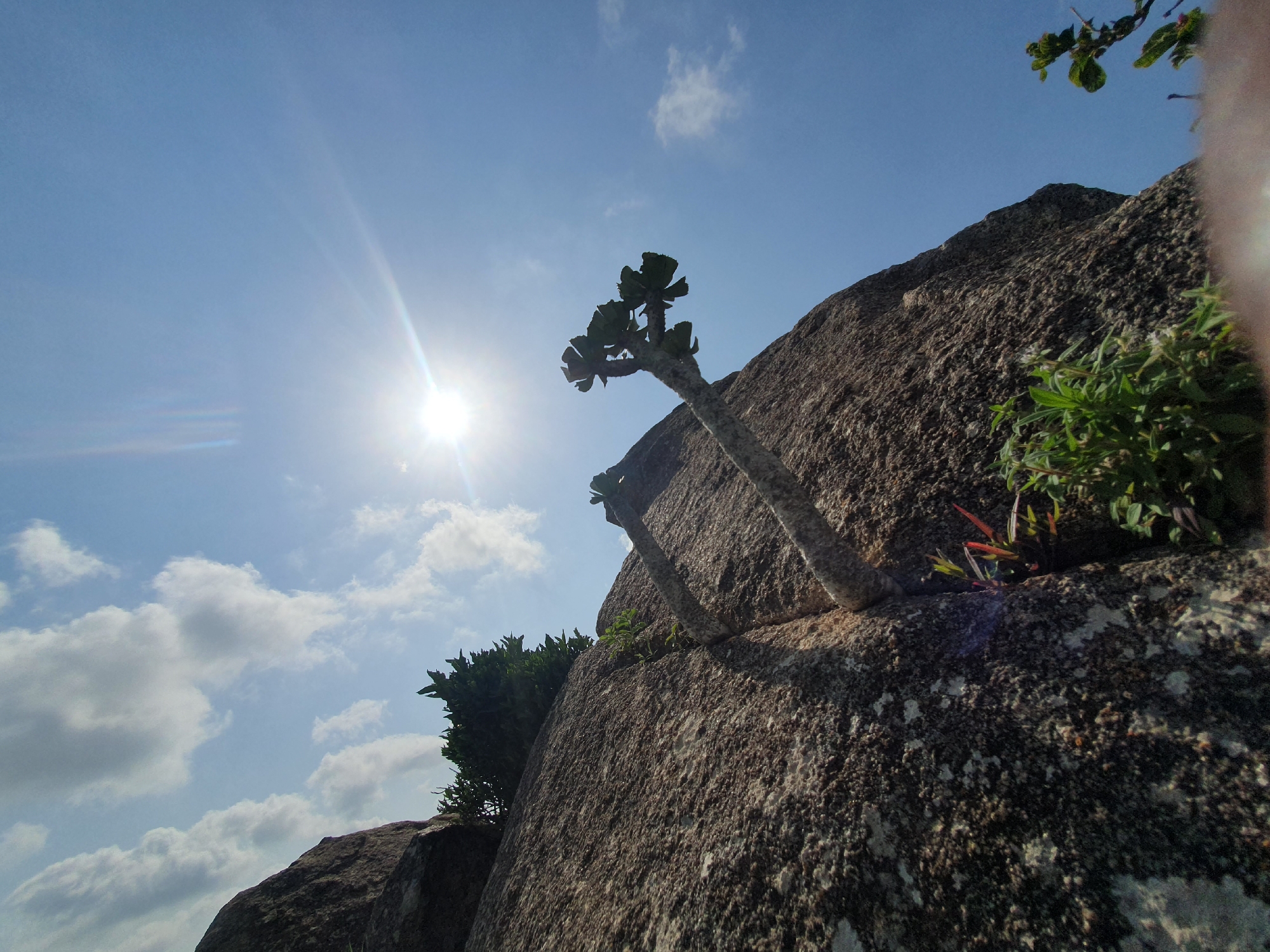 The image captures a bright, sunny day with a clear blue sky and scattered white clouds. The sun is prominent in the upper left quadrant, casting a strong glare. The scene is dominated by large, weathered rocks, with several plants growing precariously on their surfaces and in crevices. In the foreground and midground, the rough texture of the rocks is visible. Two succulent-like plants with thick stems and sparse, fleshy leaves emerge from the rock face. To the left, a clump of green foliage is also growing from the rocks. In the upper right, a blurred section of green leaves suggests an overhanging branch. The composition is a low-angle shot, looking upwards towards the sky and the rock formations. The location is identified as Gura Top, Nigeria.