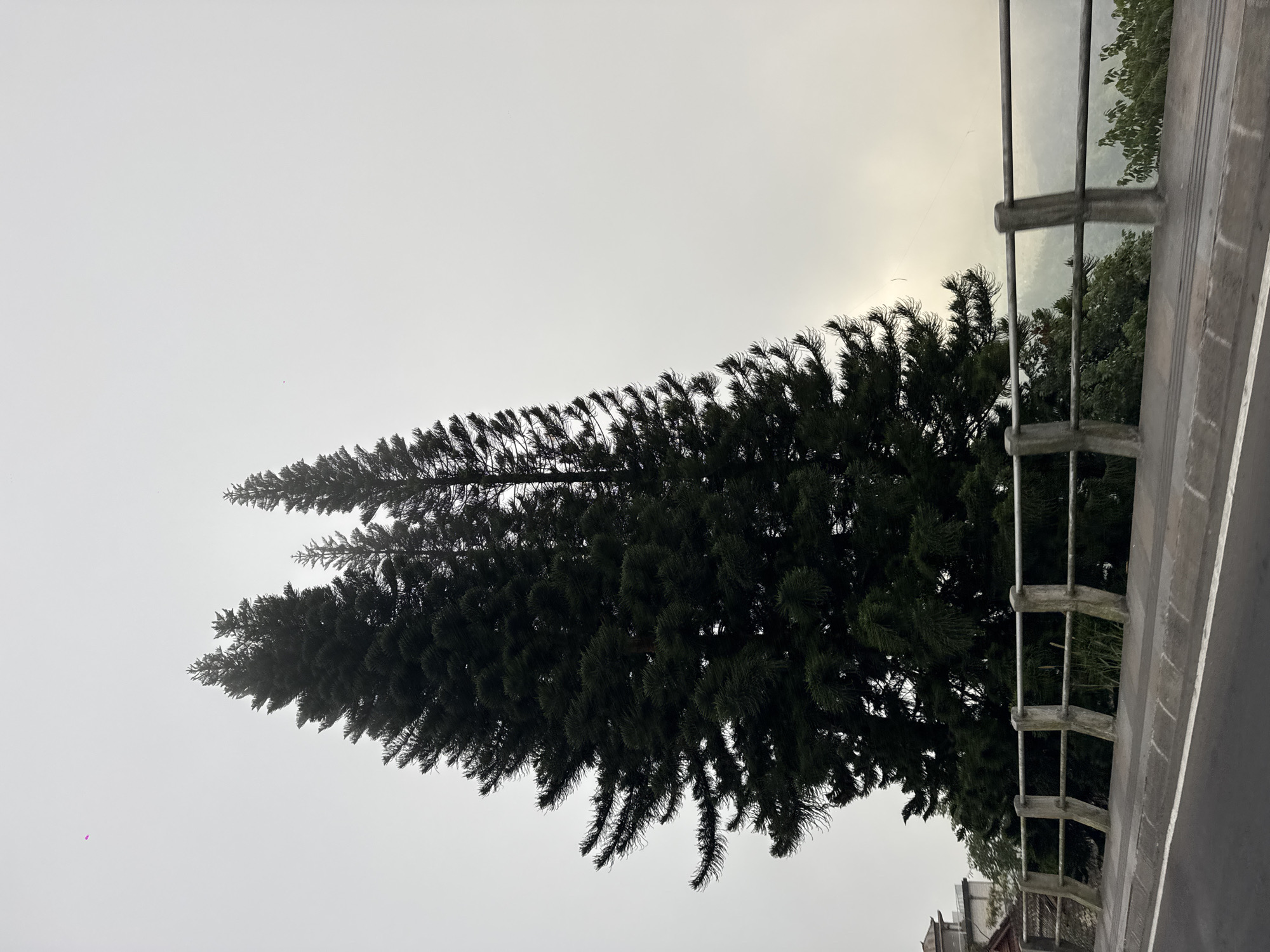 The image depicts a roadside view in Kintamani, Indonesia, on a foggy or overcast day. Dominating the foreground are three tall pine trees, their dark green foliage stark against the muted sky. A concrete and metal railing runs along the edge of the road, separating it from a drop-off. In the background, hints of a building and the misty outlines of hills are visible, suggesting a mountainous or elevated terrain. The road itself, with its white markings, is also present, implying a natural landscape setting within or on the outskirts of Kintamani.