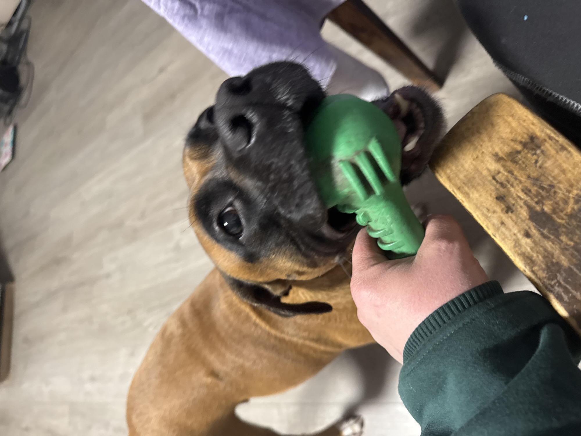 A brown boxer dog holds a green plastic toy in its mouth. A human hand, wearing a green sweatshirt sleeve, is holding the toy. The scene appears to be indoors with a light colored floor. A chair and what looks like the side of a desk are also visible. There is no information in the image to indicate its location in Chaikovsky, Russia.