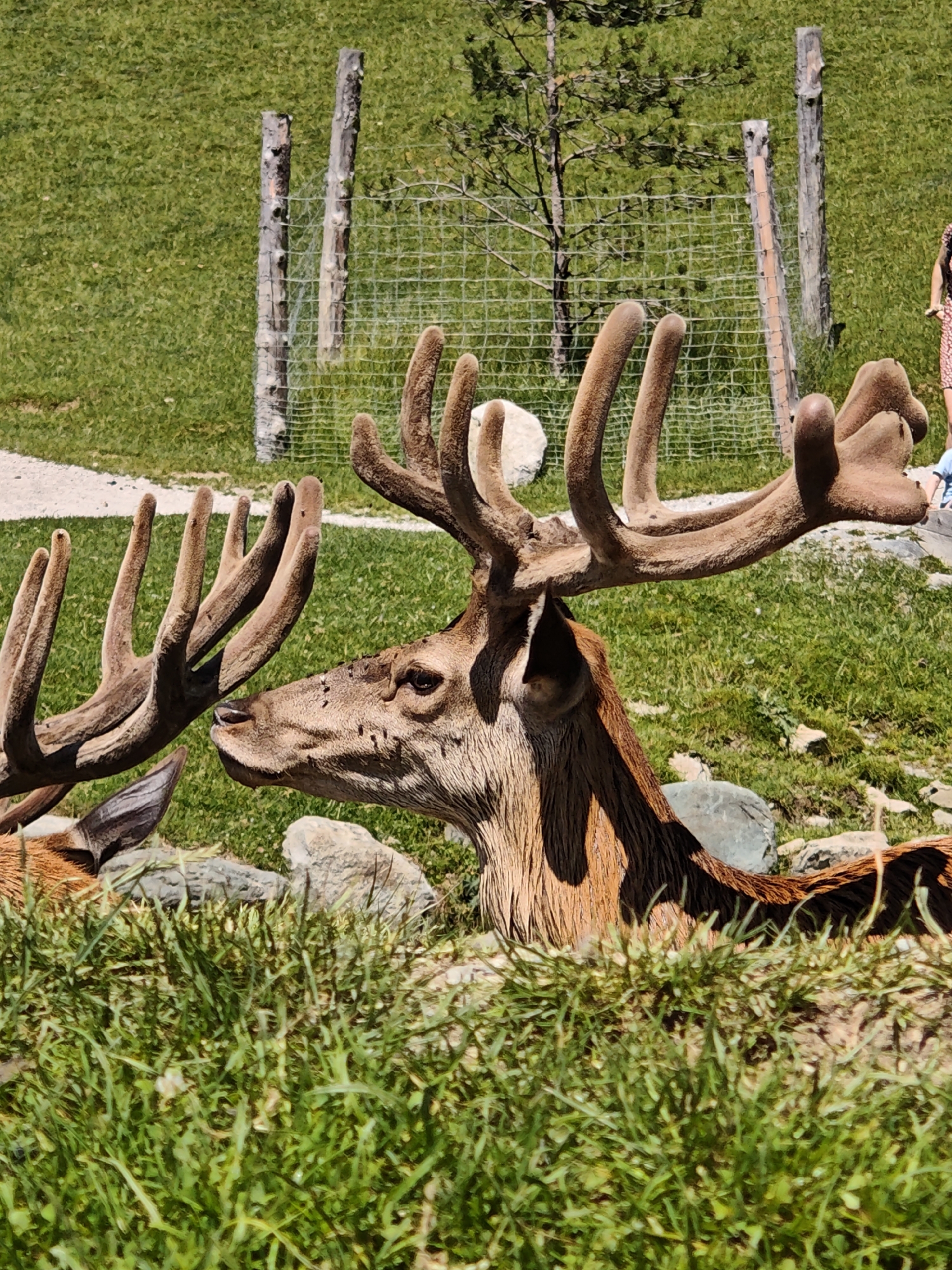 The image depicts two red deer with prominent antlers in a grassy enclosure, possibly at a wildlife park or zoo. The larger deer's head is in sharp focus, showing its wet fur, flies on its face, and intricate antlers. A second deer's antlers and ear are visible to the left. In the background, a wire fence is supported by wooden posts, and a small tree is visible. Beyond the fence, a person wearing a patterned dress can be seen walking, suggesting a public area. The ground is covered in green grass, with scattered rocks and a dirt path visible in the lower left. The scene is bathed in bright sunlight, casting shadows. The location is identified as Kochau, Austria.
