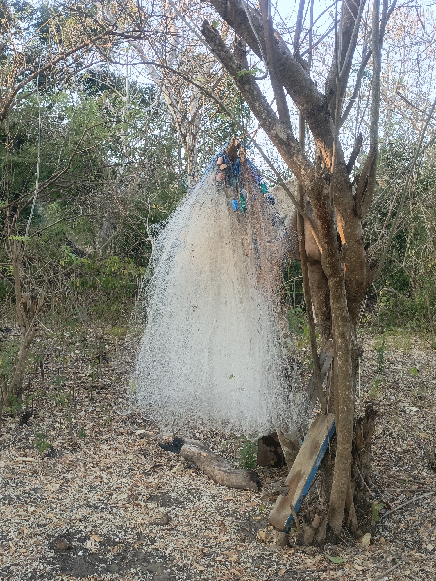 In the city of Solor Barat, Indonesia, a fishing net is hanging from the branches of a tree in a wooded area. The net is white and appears to be made of fine mesh, with several buoys attached to the top. The tree is surrounded by other trees and foliage, and the ground is covered in fallen leaves and debris. The scene appears to be peaceful and natural, with no signs of human activity.