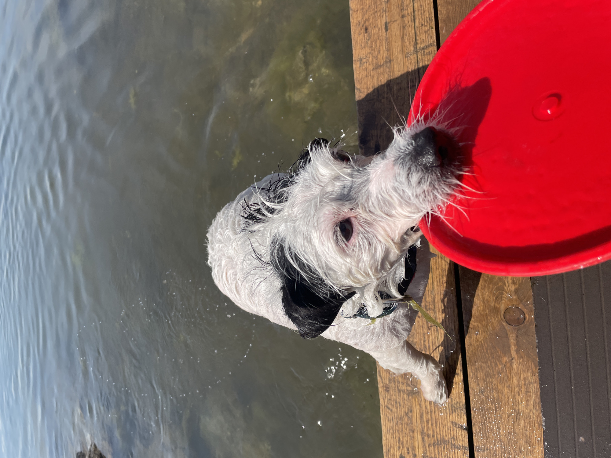 A wet, white and black dog with shaggy fur is partially submerged in murky water, with its front paws on a wooden dock. The dog is looking towards the camera with its snout close to a bright red frisbee. The water is clear enough to see some dark green vegetation at the bottom, and sunlight is reflecting off the surface. The dock appears to be made of weathered wooden planks. The background consists of more of the body of water under a bright sky.