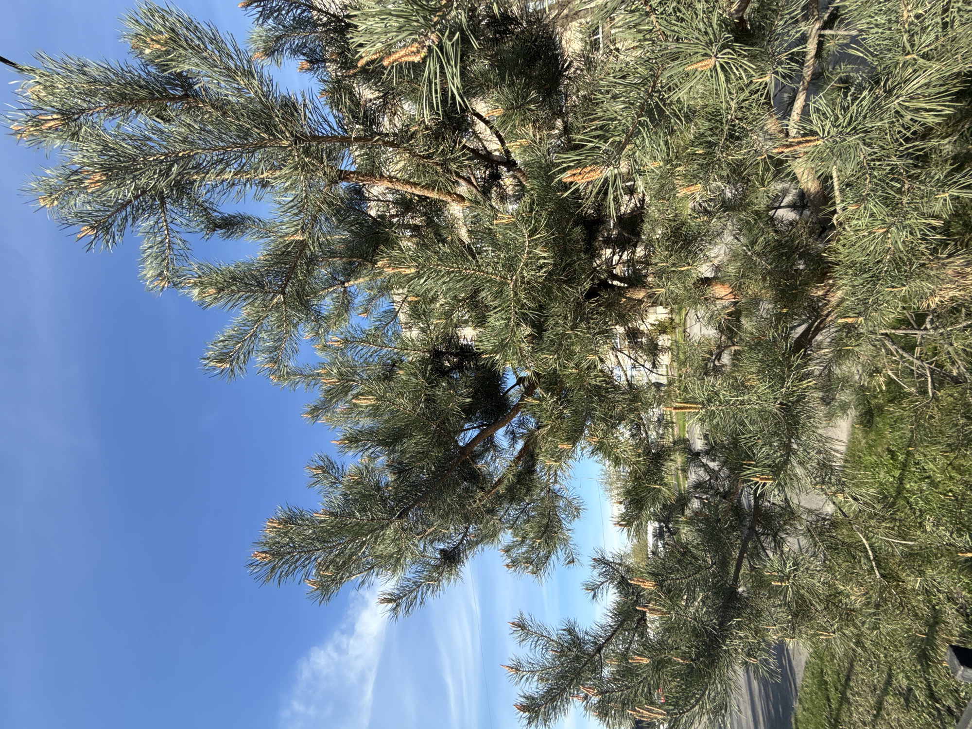 The image shows a close-up of a pine tree with green needles against a bright blue sky with some wispy white clouds. Some pine cones are visible on the branches. A building and a street can be seen through the branches. The scene is located in Saint Petersburg, Russia.