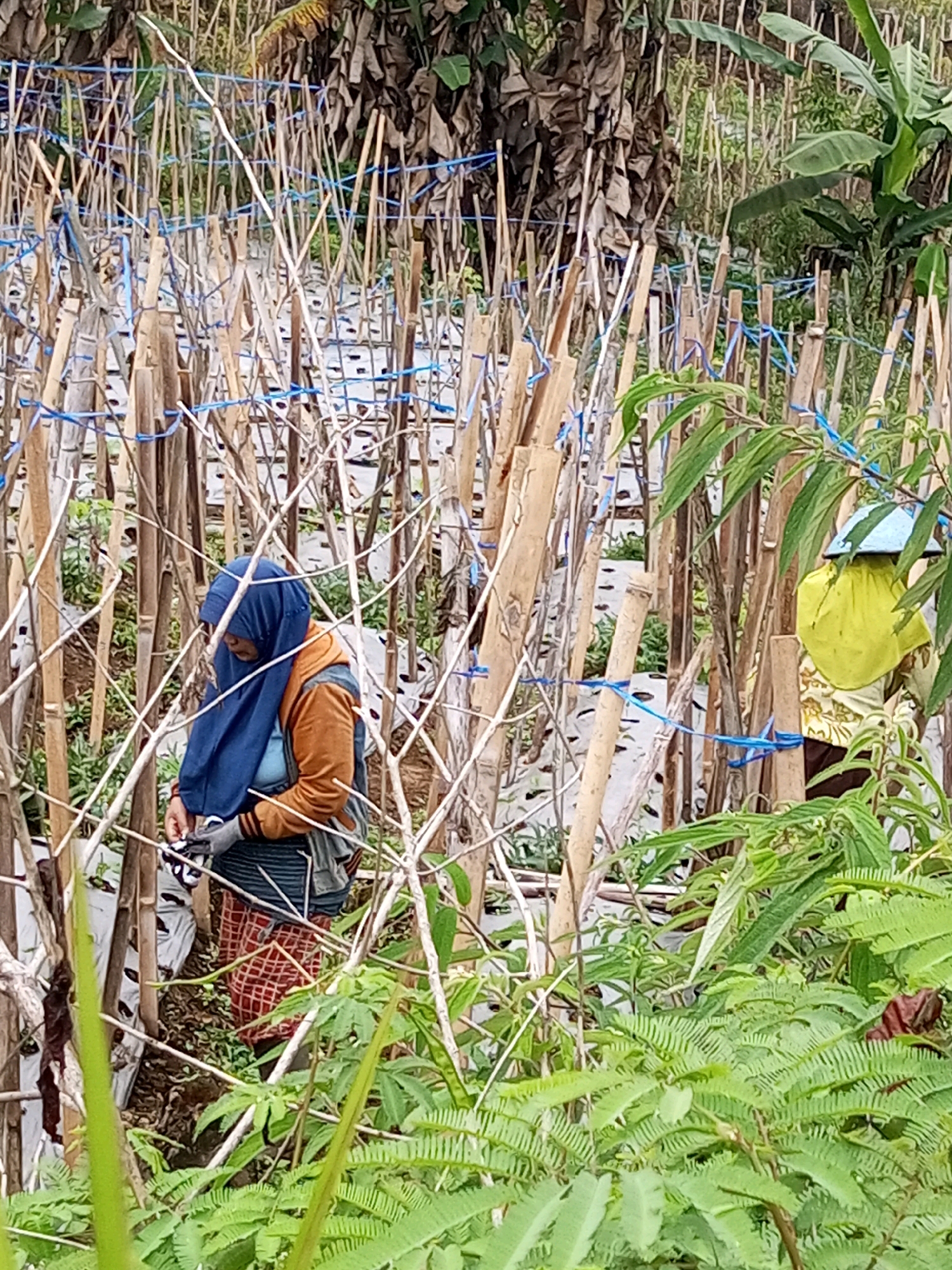 In Andongsili, Indonesia, a woman wearing a blue hijab and an orange jacket is seen tending to crops in a field. She is positioned in the foreground, partially obscured by bamboo stakes and blue twine that crisscross the area. The stakes are arranged in rows, likely supporting plants. The ground is covered with dark soil and what appears to be plastic mulch. In the background, another person, possibly a woman, is visible wearing a yellow garment and a light blue hat. Lush green foliage and some dry, brown vegetation, possibly banana leaves, are present in the surrounding environment. The scene depicts agricultural activity in a rural setting.