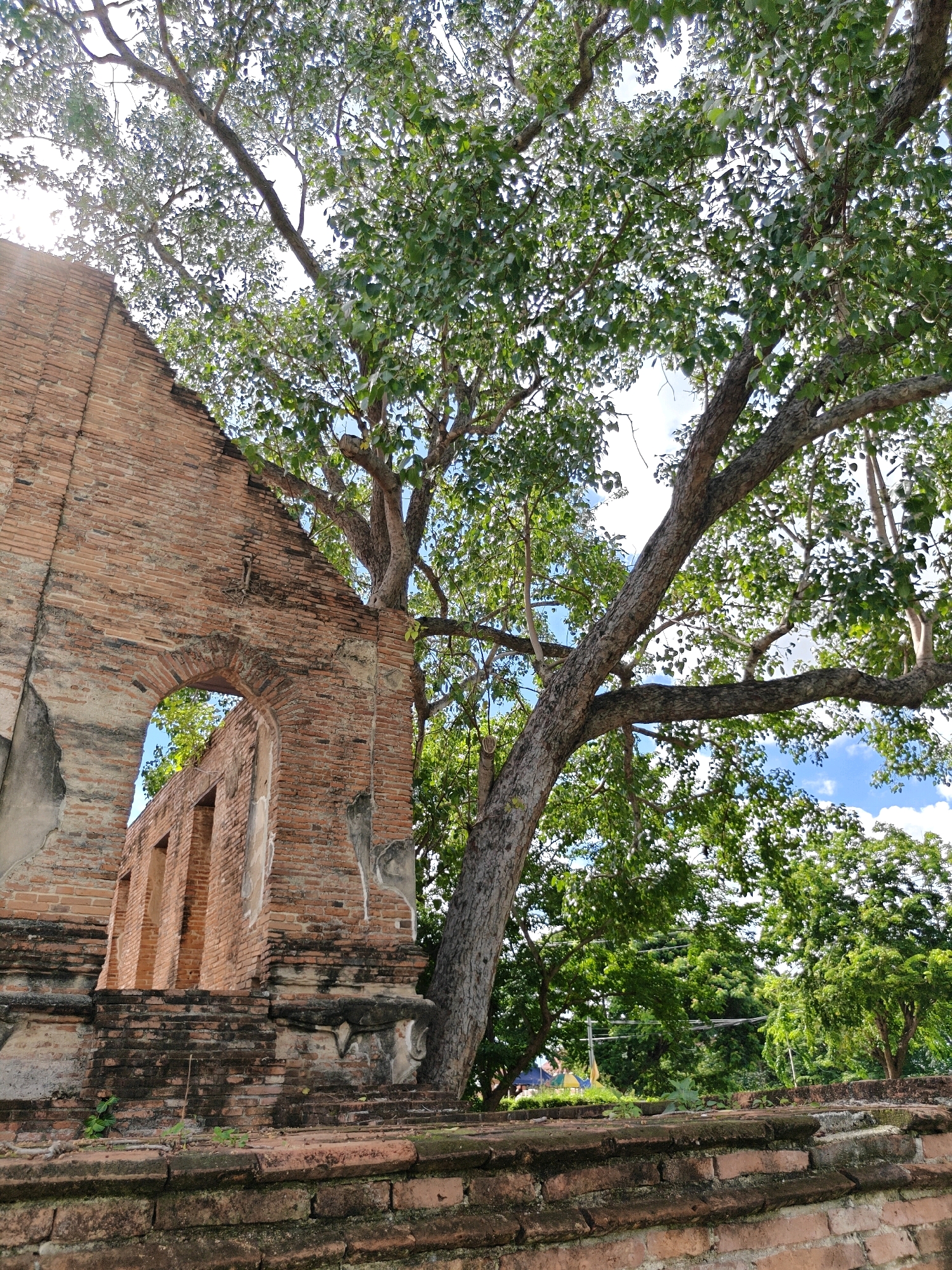 A low-angle, wide shot captures the crumbling brick facade of an ancient structure juxtaposed with the lush greenery of a large tree and surrounding vegetation. The brickwork on the left shows signs of decay, with missing sections and weathered surfaces. An arched opening reveals more of the interior structure and the vibrant leaves of the tree. The tree's thick branches extend across the frame, with its dense canopy partially obscuring the bright, partly cloudy sky. The scene is set on a brick foundation, also showing wear and moss growth. The overall impression is one of nature reclaiming historical ruins. The image appears to be taken in a location like Ayothaya Town Municipality, Thailand, given the architectural style and tropical foliage.