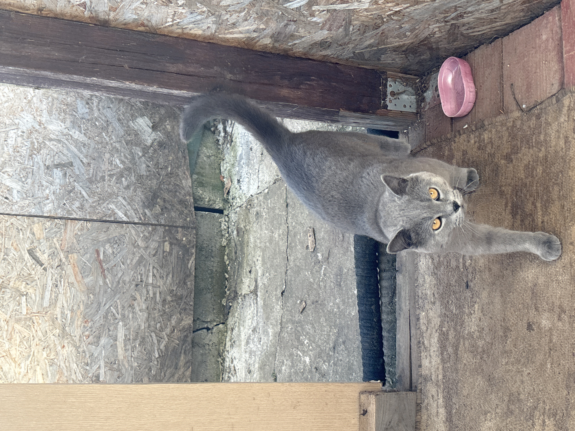 A gray cat is stretching in a room with wooden and concrete walls. A pink bowl is attached to the wooden wall in the top right corner of the image. The location is Фоки, Russia.