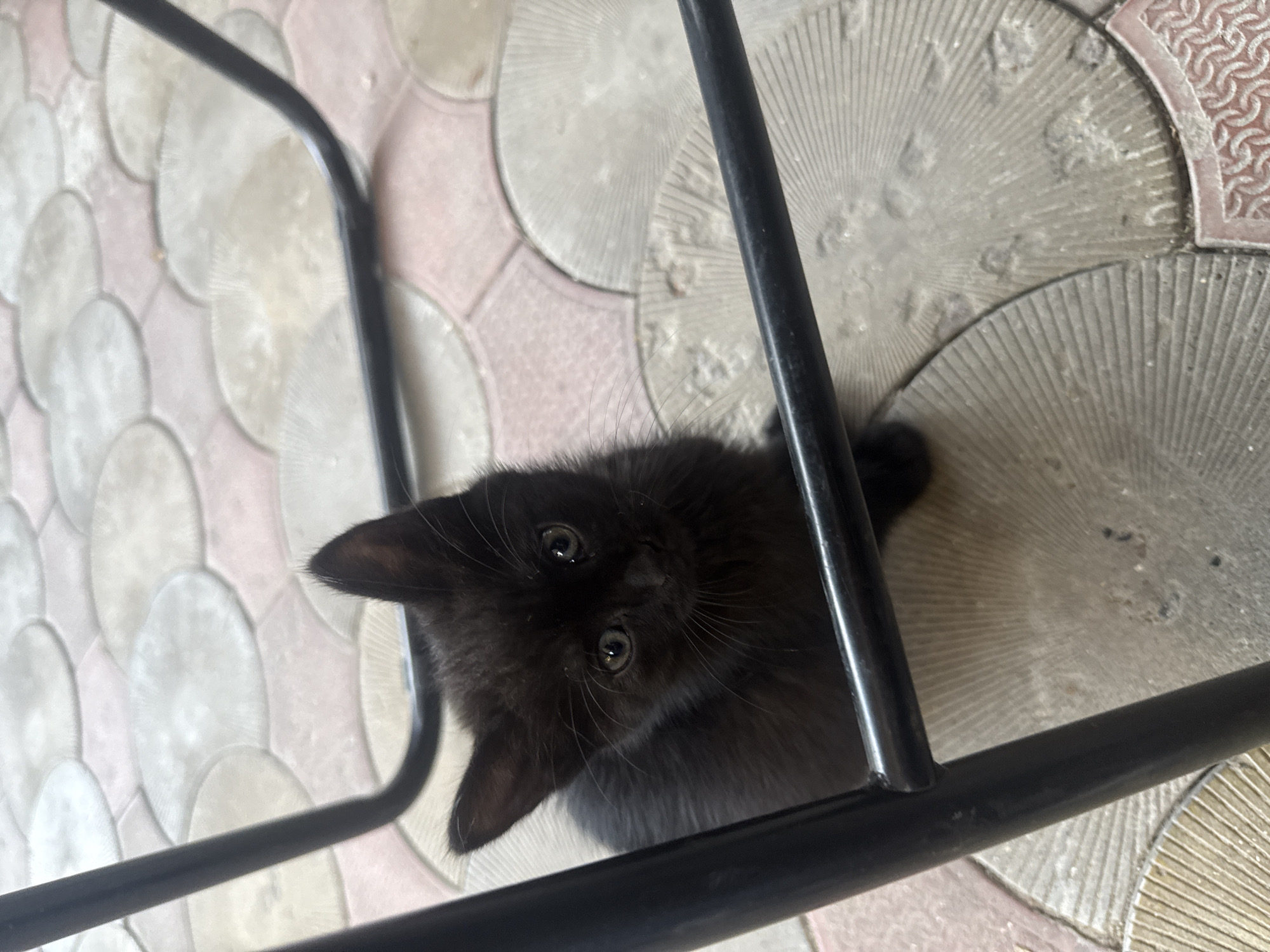 A black kitten peers up from a patterned floor, framed by black metal bars. The kitten's eyes are wide and bright, reflecting the light. Its fur is dark and appears fluffy. The floor tiles are a mix of light pink and off-white, with a decorative circular pattern on some of them, resembling sunbursts. The setting appears to be outdoors, possibly a patio or courtyard, given the flooring. The lighting suggests it could be daytime. The kitten's expression is one of curiosity or perhaps slight apprehension. There is no visible text in the image.