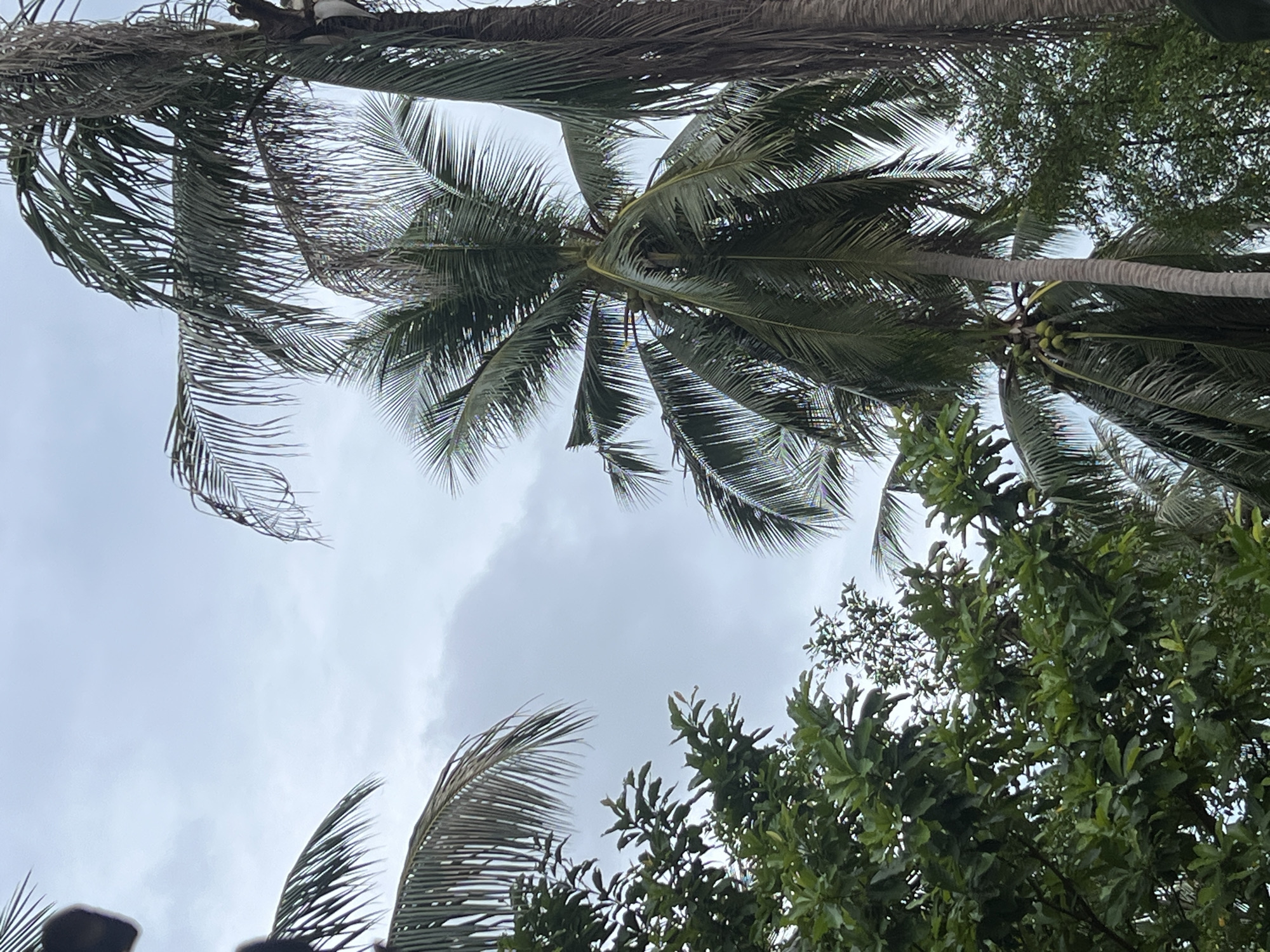 A low-angle outdoor shot captures a cluster of palm trees against an overcast sky. The palm fronds, some appearing dry and brittle, frame the sky, with a large, healthy coconut palm featuring green coconuts prominently in the center. Dense green foliage of other trees is visible in the lower left and right portions of the frame. The scene appears to be from a tropical environment, likely Ko Pha-ngan District, Thailand.