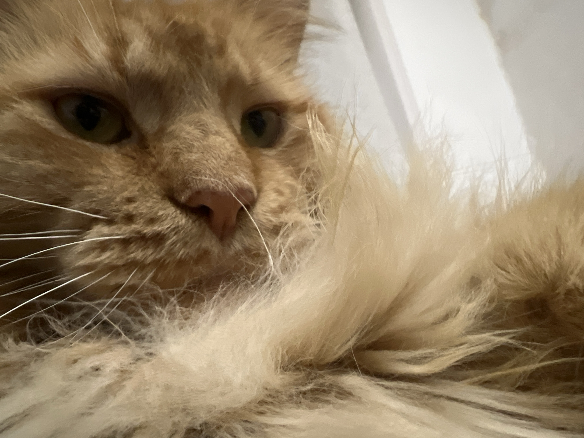 This is a close-up photograph of an orange tabby cat's face. The cat is lying down, and the camera is positioned low, looking up at the cat's face. The cat's fur is long and fluffy, with shades of orange and cream. Its eyes are visible, with dark pupils and a greenish-yellow iris. The cat's nose is pink, and its whiskers are long and white. The background is out of focus and appears to be a white or light-colored surface, possibly a blanket or a wall. There are soft shadows and light creating a gentle ambiance. The image captures a moment of quiet repose for the cat. There is no visible text in the image. The time of day and weather conditions are not discernible from the image. The location context provided is Markova, Russia.
