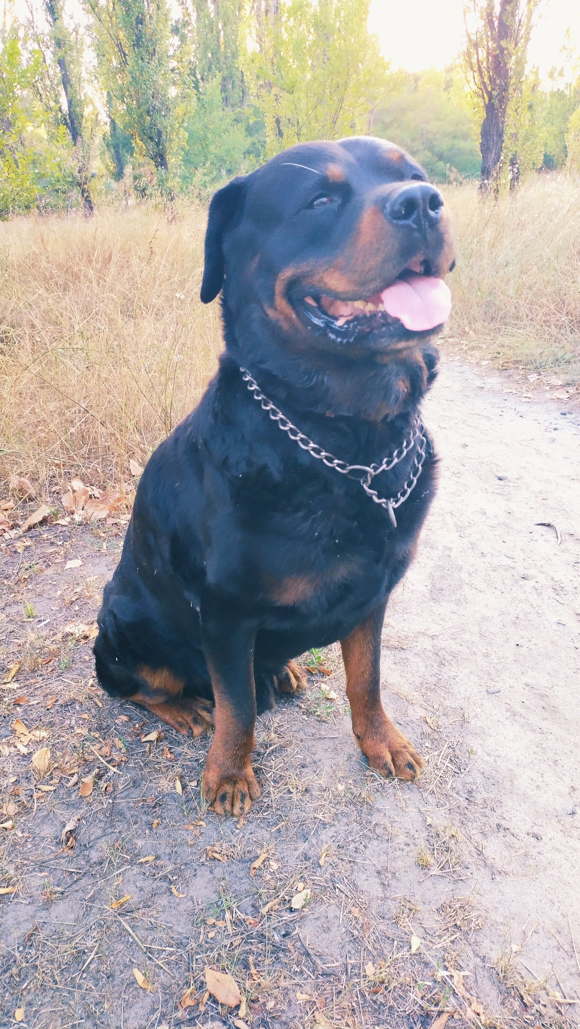 A Rottweiler dog, wearing a metal chain collar, sits on a dirt path in a park in Horishni Plavni, Ukraine. The dog is black and tan with its mouth open and tongue sticking out, appearing to pant. The background consists of dry grass and trees with green and yellowing leaves, suggesting an autumn setting. The ground is covered with dirt, scattered leaves, and some sparse dry vegetation. Sunlight filters through the trees, creating a bright atmosphere.