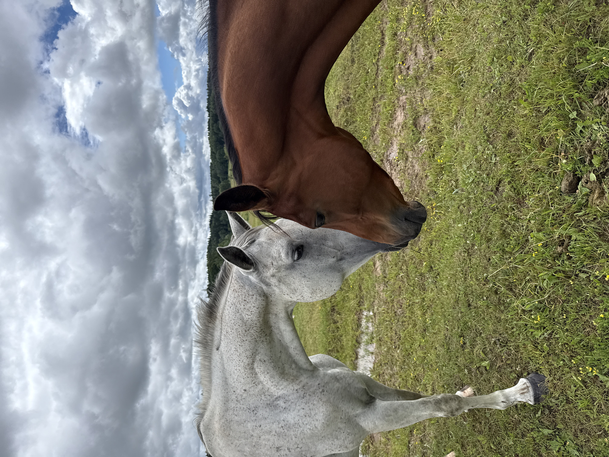 Two horses, one white with dark speckles and the other brown, stand in a grassy field with a cloudy sky overhead. The horses are facing each other, with their heads lowered and touching, suggesting an interaction such as affection or greeting. The environment appears to be rural, with a line of trees visible in the background and patches of water on the ground. The image is captured outdoors, likely in Galinė, Lithuania, given the context provided. The lighting is diffused due to the cloudy conditions.