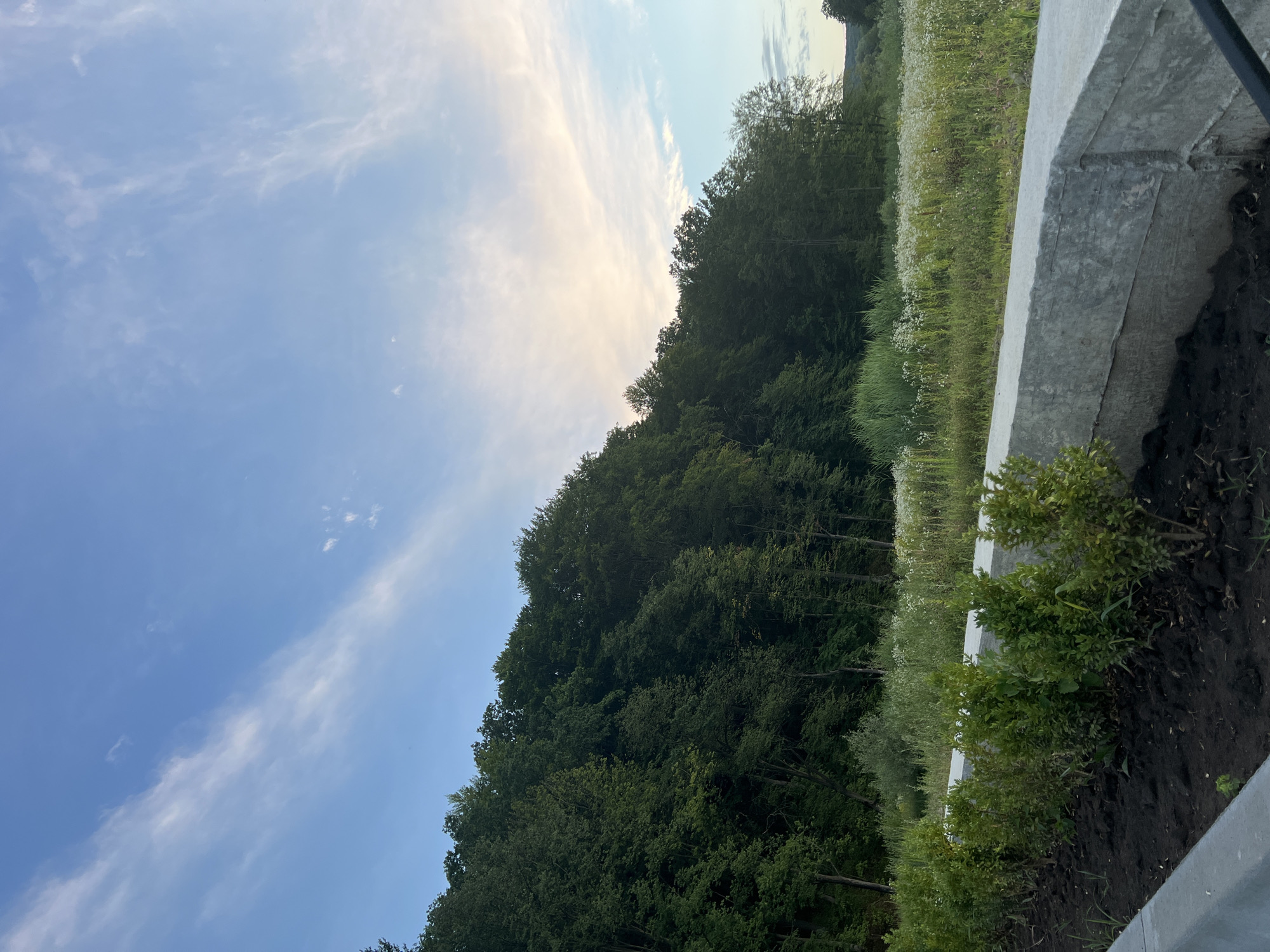 The image depicts a natural landscape under a sky with scattered clouds. On the left, a dense forest with lush green trees rises steeply, suggesting a hillside or embankment. In the foreground, a row of neatly trimmed green bushes is planted in dark soil, bordered by a concrete structure. Beyond the bushes, a field stretches out, characterized by tall grasses and numerous small white wildflowers. The sky above is a pale blue, with wispy white clouds forming streaks across it, particularly towards the right side where a hint of warmer, lighter tones suggests the setting sun or a break in the clouds. The overall impression is one of a serene, undeveloped natural area.